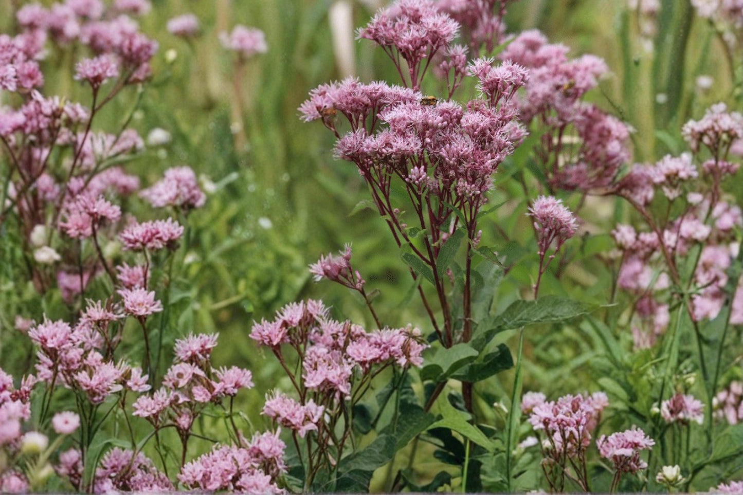 Joe Pye Weed Seeds – Eutrochium maculatum, Perennial Pink Mauve Flowers, Native Meadow Plant, Pollinator-Friendly Seed Pack