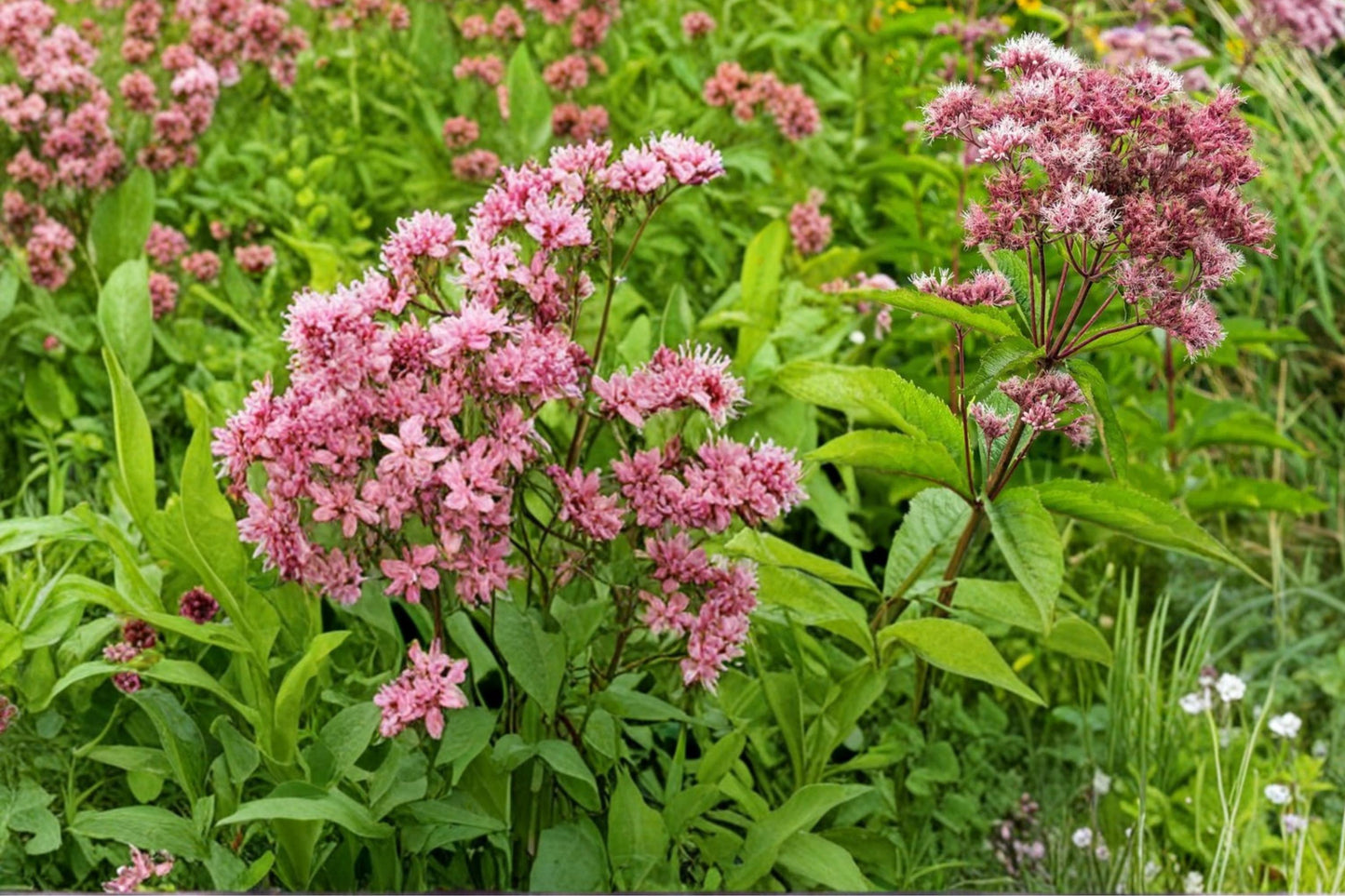 Purple Joe Pye Weed Seeds – Eutrochium purpureum Herbaceous Perennial for Gardens, Meadows, Borders