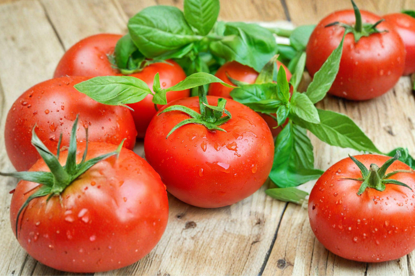 Ace 55 Heirloom Tomato Seeds – Determinate, Medium Red, Low Acid, Non-GMO, 10+ Seeds for Garden, Container, and Raised Bed Planting