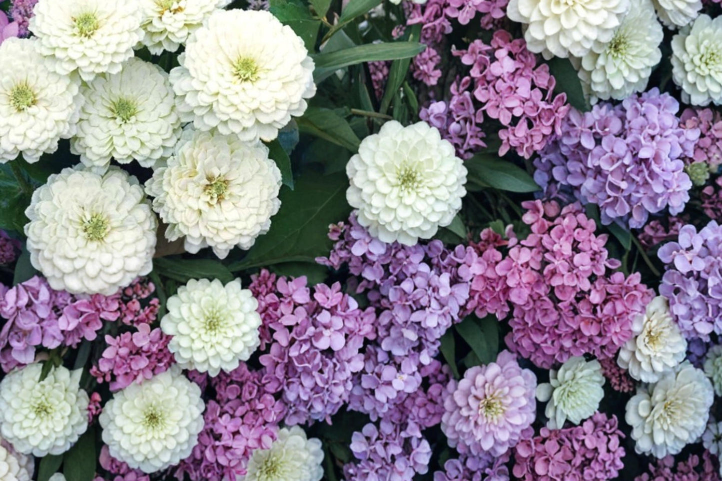 Zinnia Seeds | Polar Bear White Zinnia elegans Dahlia-Flowered Annual for Garden Beds & Cut Flowers