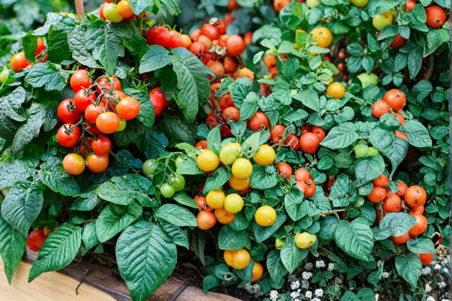 Tiny Tim Tomato Seeds – Dwarf Cherry Tomato, Compact Vegetable Plant, Solanum lycopersicum, Container Gardening