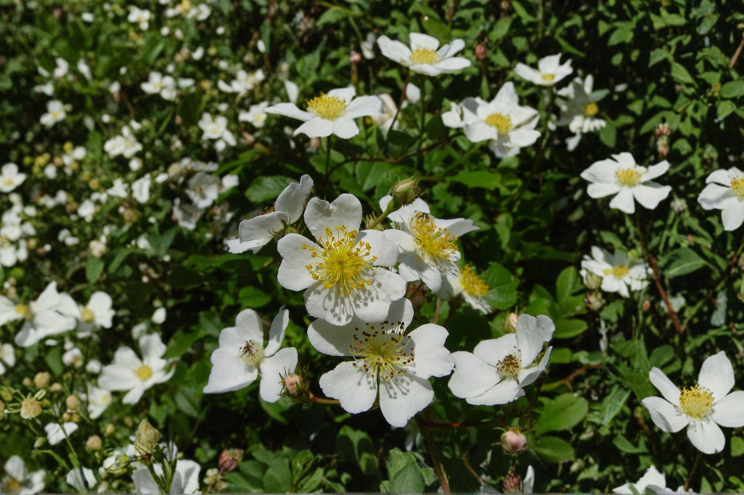 White Climbing Rose Live Plant – Rosa spp. Bare Root, White Flowering Vining Shrub for Garden, Fences & Arches