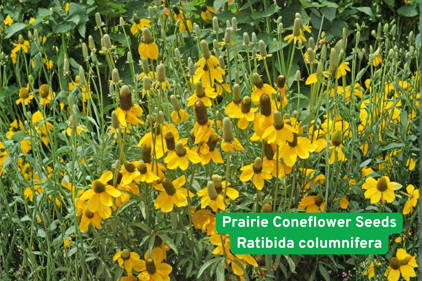 prairie coneflower seeds, mexican hat wildflower, native pollinator plant, drought tolerant flowers, wildflower garden seeds, prairie restoration seeds, bee attracting flowers, low water landscape, native perennial seeds, meadow planting seeds, xeriscape flower seeds, tall wildflower seeds, native prairie flowers