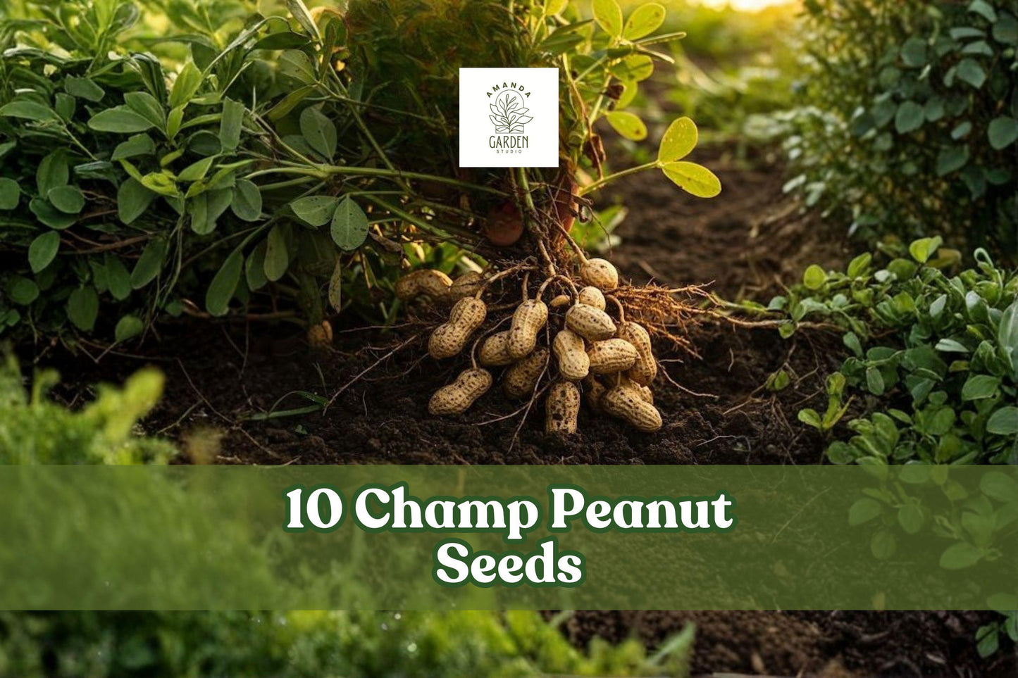 Champ Peanut Seeds Arachis hypogaea, Early-Maturing, Underground Growing, Garden Crop, 10 Pack