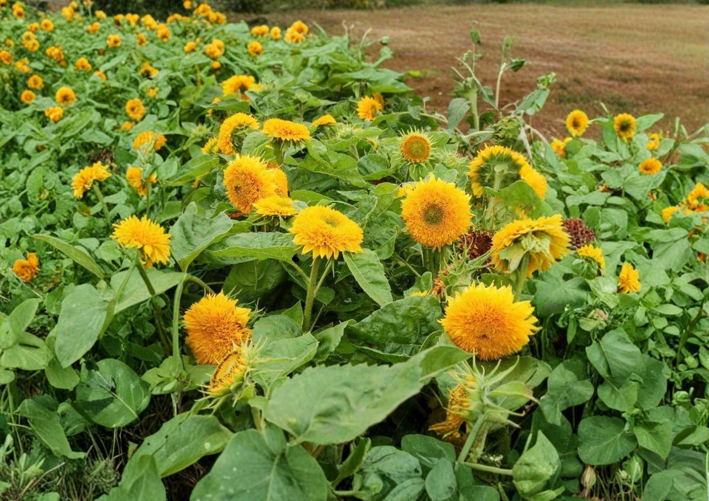 50+ Double Sun Sunflower Seeds | Large Double Bloom Flower Seeds for Garden Planting | Helianthus annuus