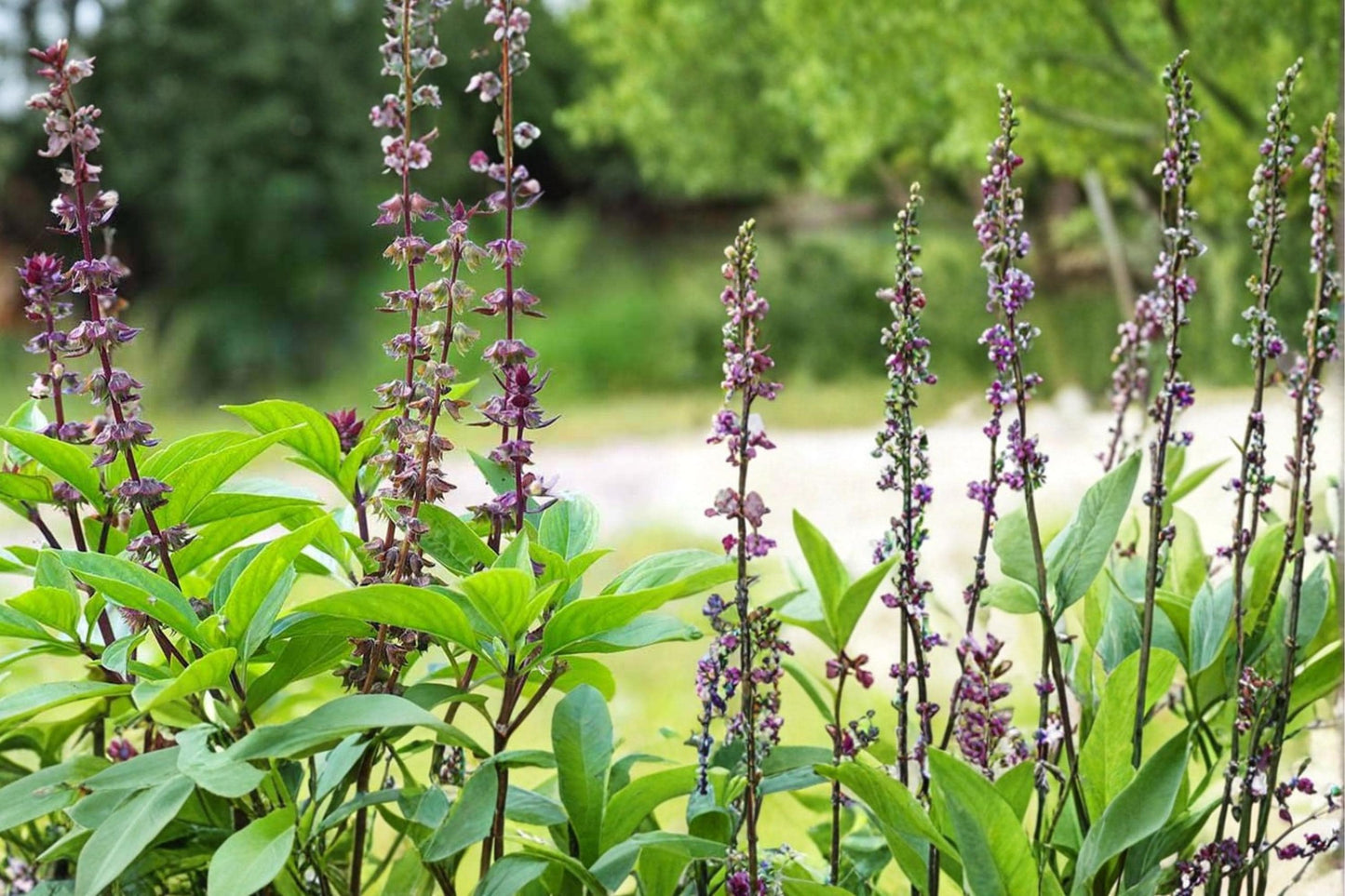 Thai Basil Seeds – Ocimum basilicum, Aromatic Annual Herb with Green Leaves and Purple Stems, Culinary and Container Garden Plant