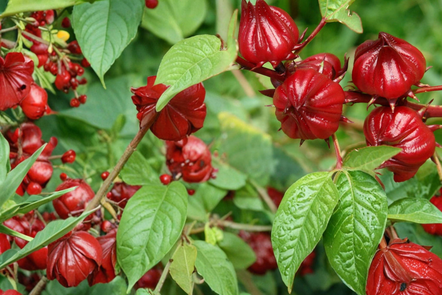 Roselle Seeds, Hibiscus sabdariffa, Tropical Annual Herb, Red Calyces, Edible Plant, Warm Climate Garden Seed
