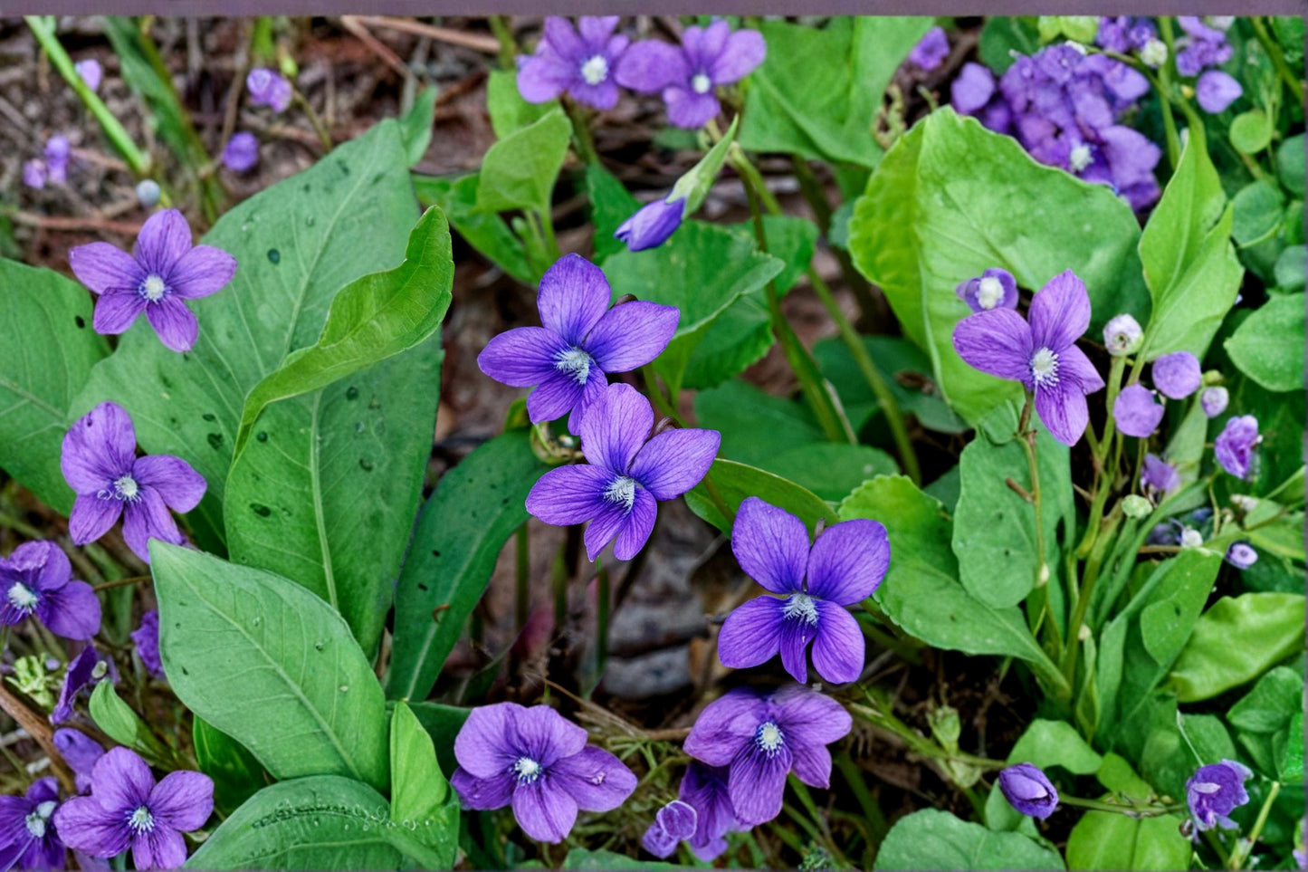 Common Blue Violet Seeds – Viola sororia – Shade-loving Perennial with Blue to Purple Flowers