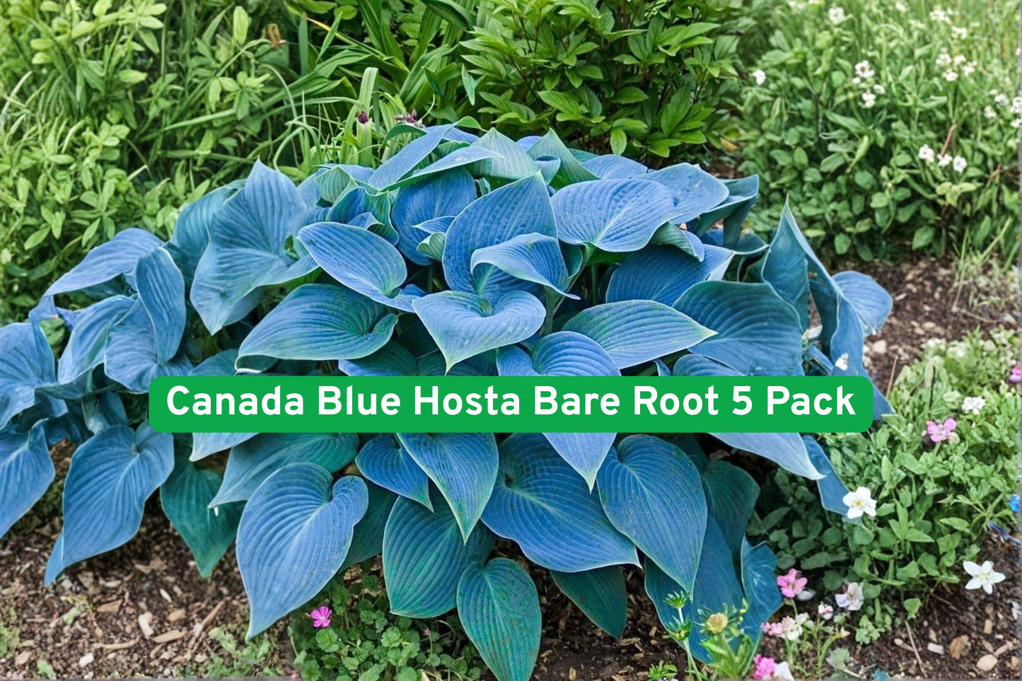 hosta bare root,Canada Blue hosta,shade garden plant,perennial foliage plant,blue-green hosta,summer blooming hosta,low light garden plant,hardy perennial plant,container hosta plant,woodland garden plant,flowering hosta,clumping hosta,blue hosta plant