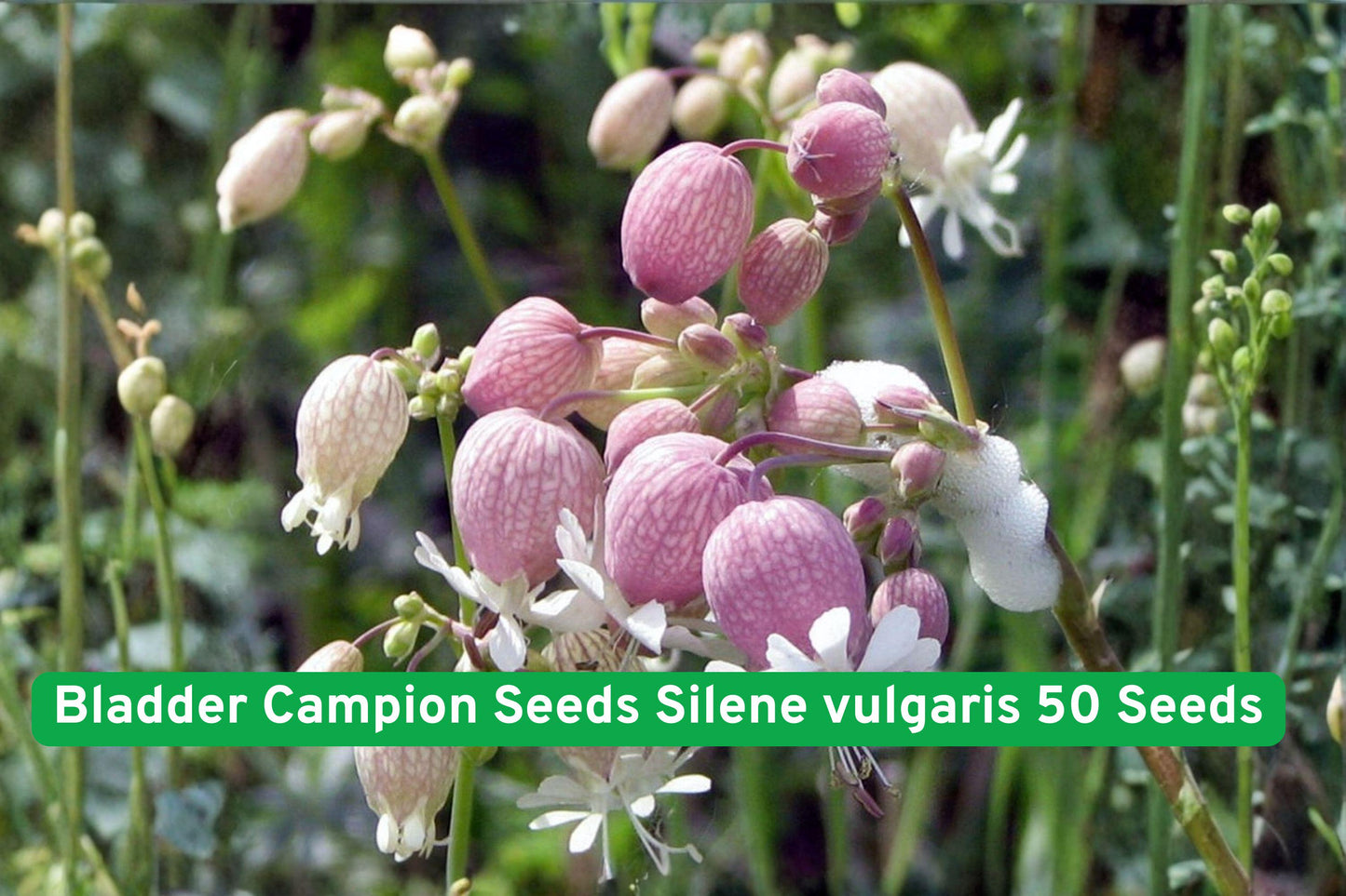 bladder campion seeds, wildflower seeds, perennial flower seeds, white flower seeds, cottage garden plants, native plant seeds, pollinator friendly seeds, natural landscape plants, summer bloom seeds, easy grow wildflowers, unique garden plants, seed packets for planting, outdoor flower seeds