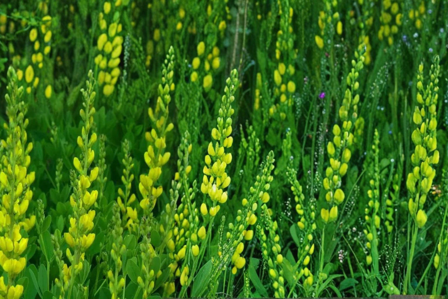 Yellow Wild Indigo Seeds – Baptisia tinctoria Herbaceous Perennial with Small Yellow Flowers, Drought Tolerant, Native Prairie Plant