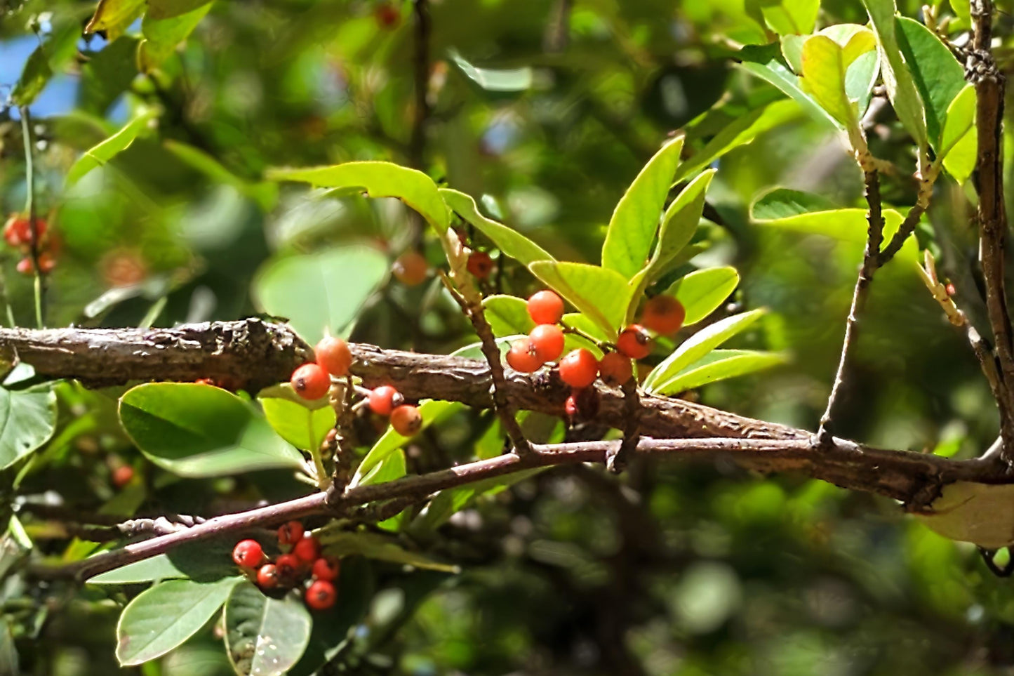 Possumhaw Holly Seeds 10 Pack | Native Ilex decidua with Bright Red Berries for Wildlife & Landscaping