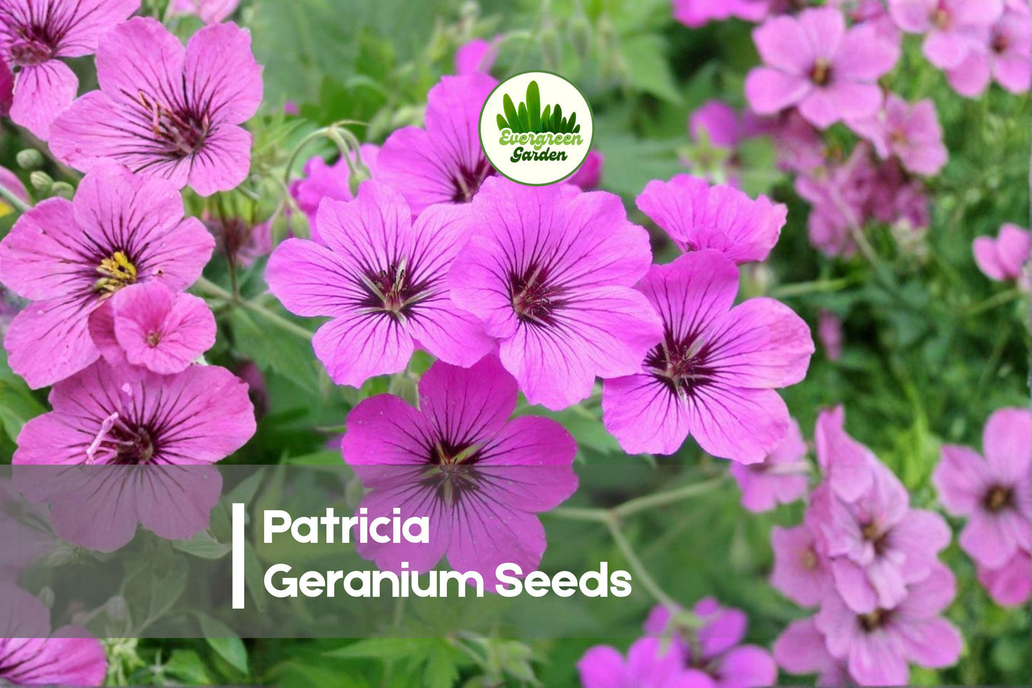 25 Patricia Geranium Seeds – Hardy Perennial Cranesbill with Magenta Pink Flowers for Borders & Pollinator Gardens