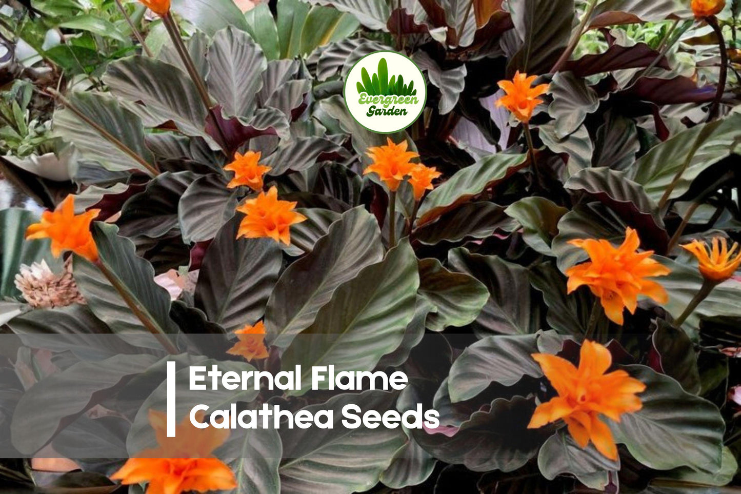 Eternal Flame Calathea Seeds – Tropical Foliage Plant, Vibrant Orange Bracts, Calathea crocata, Indoor Decor, Shade Garden