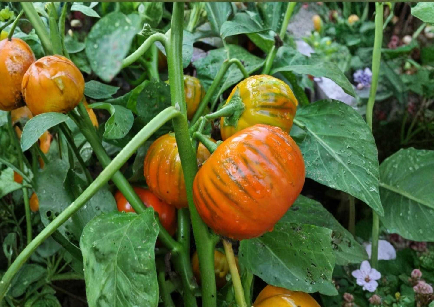 Vintage Wine Striped Tomato Seeds, Heirloom Beefsteak, Large 1 lb+ Fruits, Red Yellow Striped, Garden Planting