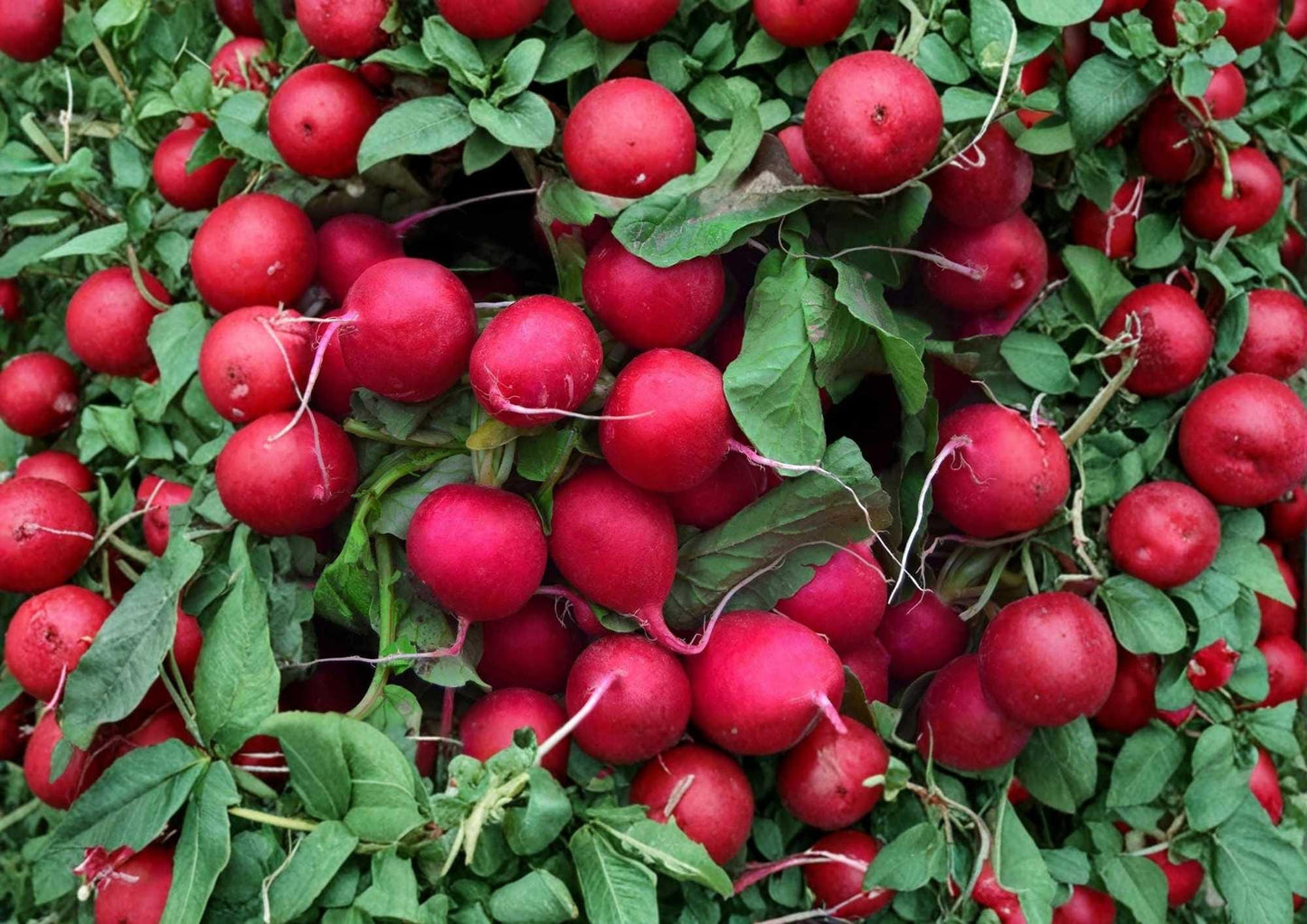 Cherry Belle Radish Seeds, Heirloom Non-GMO Vegetable Seeds for Garden Planting, Round Red Radish, Fast Growing, Crisp, Mild Flavor