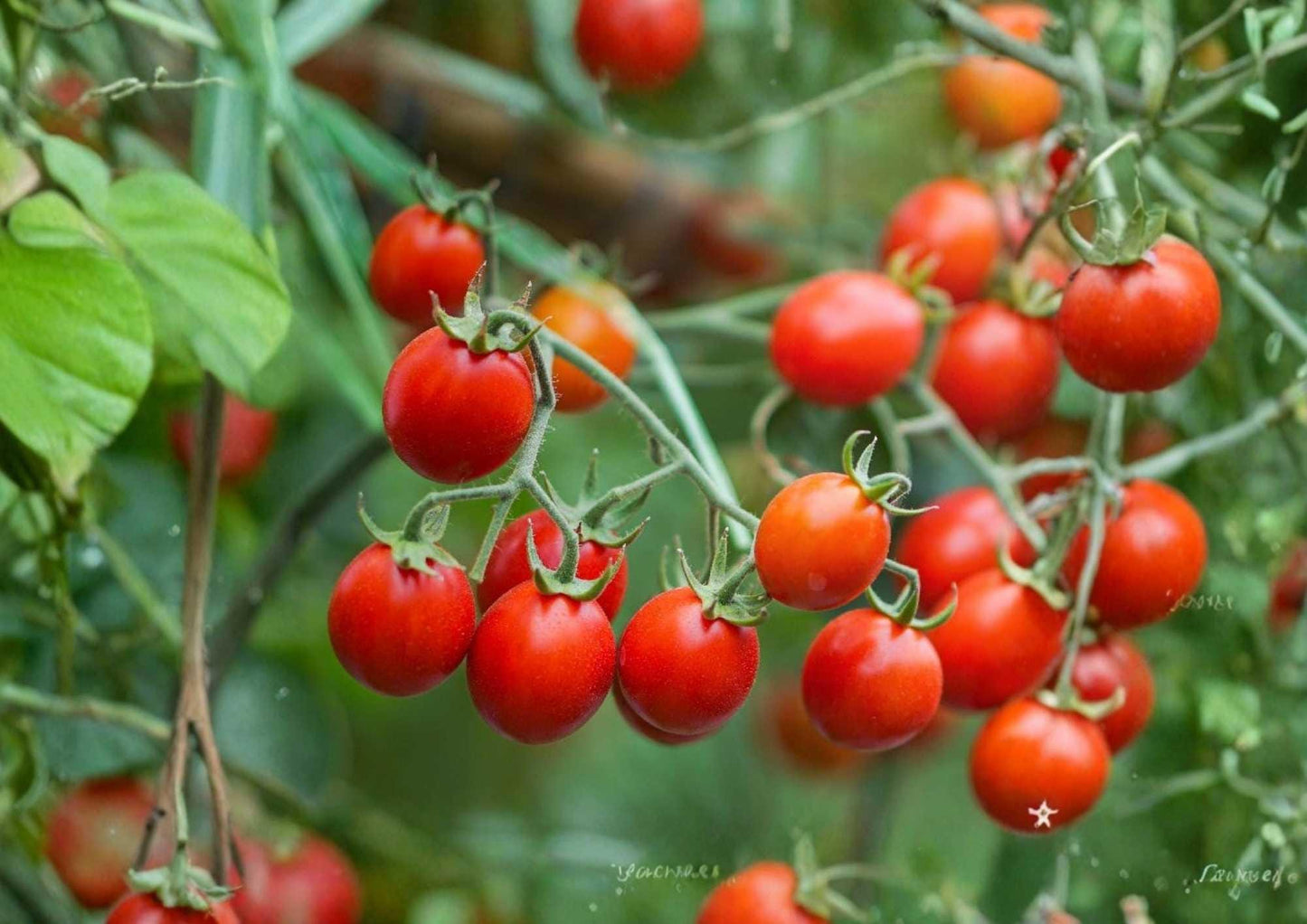 10+ Sweet Cherry Tomato Seeds - Heirloom, Non-GMO, Small Juicy Fruits, High Yield, Solanum lycopersicum