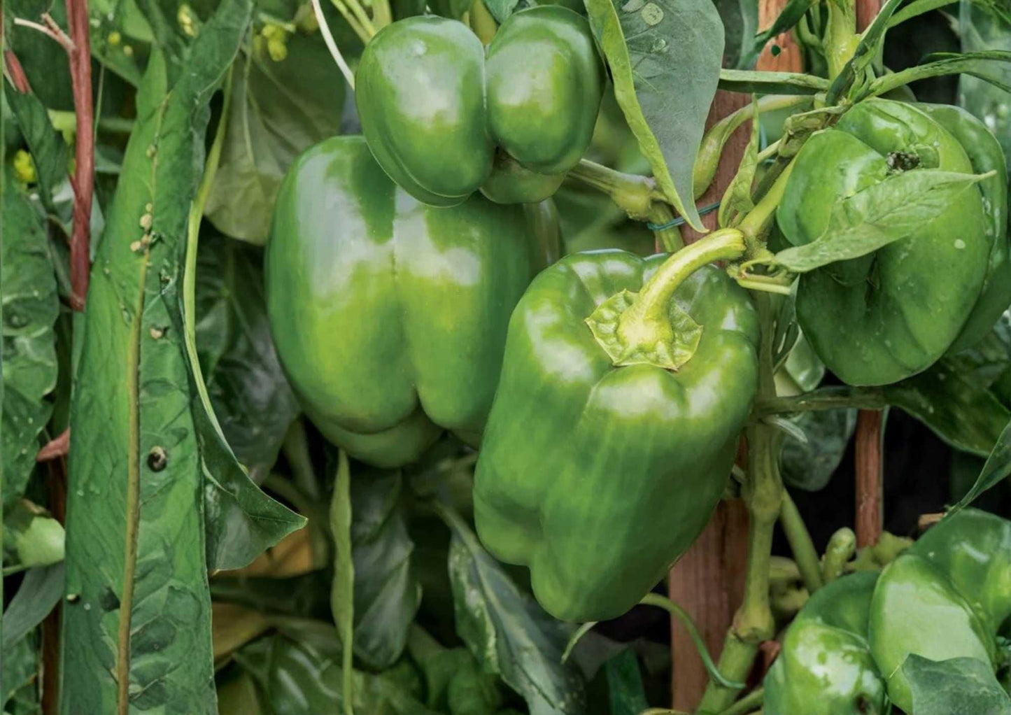 Emerald Giant Bell Pepper Seeds – Heirloom Non-GMO Large Green to Red Thick-Walled Sweet Peppers for Garden and Container Growing