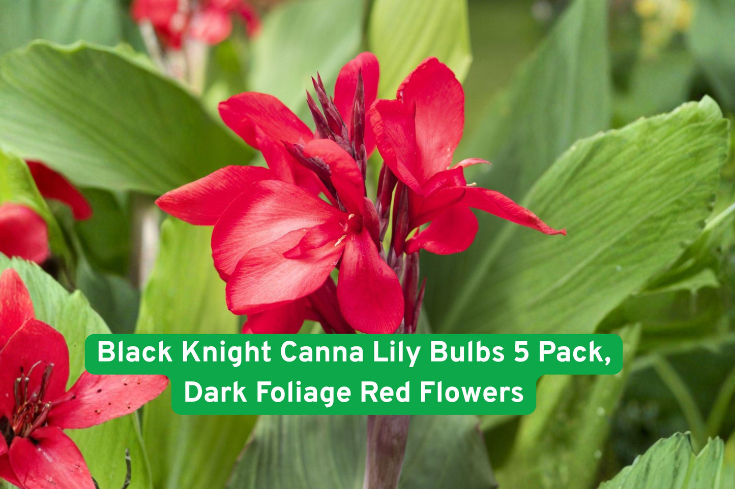 Black Knight Canna Lily, Tropical Bulbs, Red Flowering Plant, Dark Foliage Canna, Garden Bulbs, Container Plant, Summer Blooming, Tropical Garden, Landscape Plant, Bold Garden Accent, Easy Grow Canna, Flowering Bulbs, Foliage Contrast