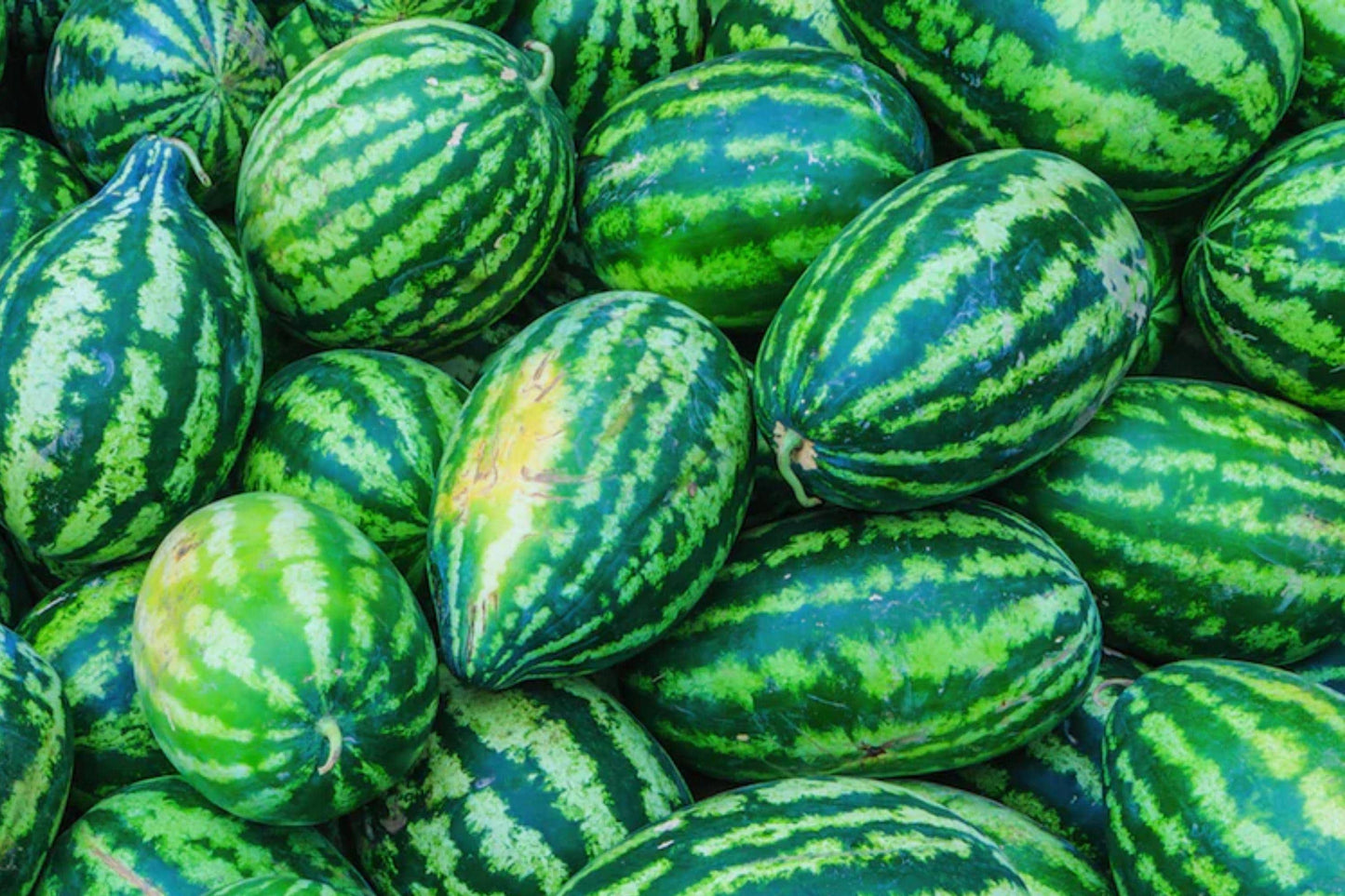 Congo Watermelon Seeds - Heirloom Non-GMO Large Red Flesh Melon, Vining Plant, 12 Seeds