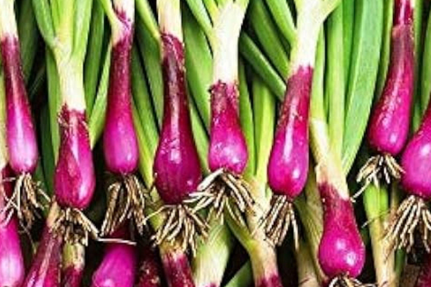 Japanese Red Beard Bunching Onion Seeds - Heirloom Non-GMO Garden Seeds for Clumping, Red Stems, Green Tops