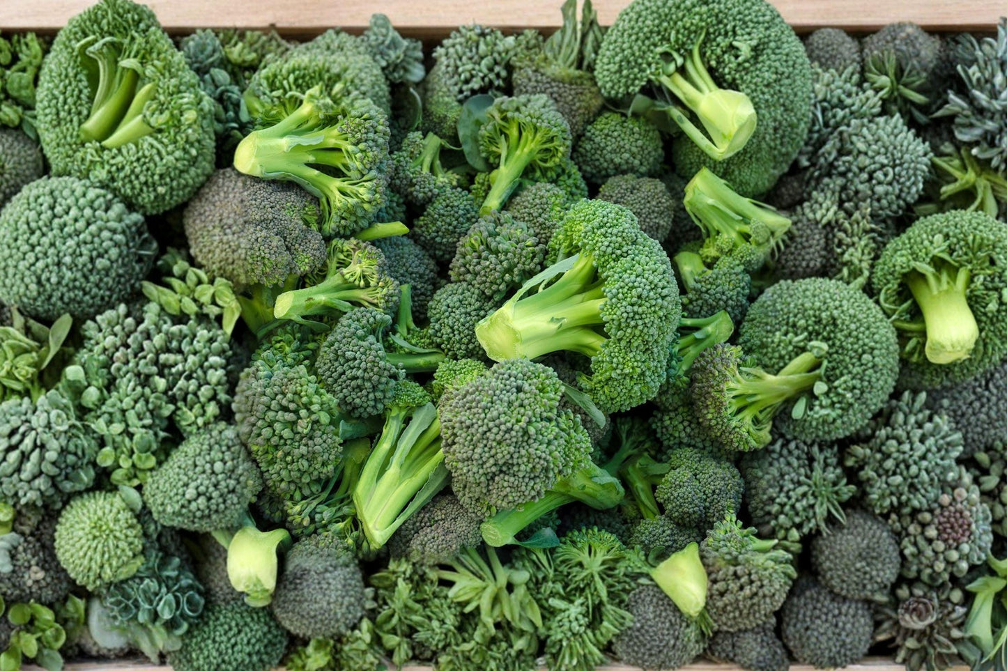 Waltham 29 Heirloom Organic Broccoli Seeds – Non-GMO, Cold Hardy, High Yield Vegetable, 1000+ Seeds