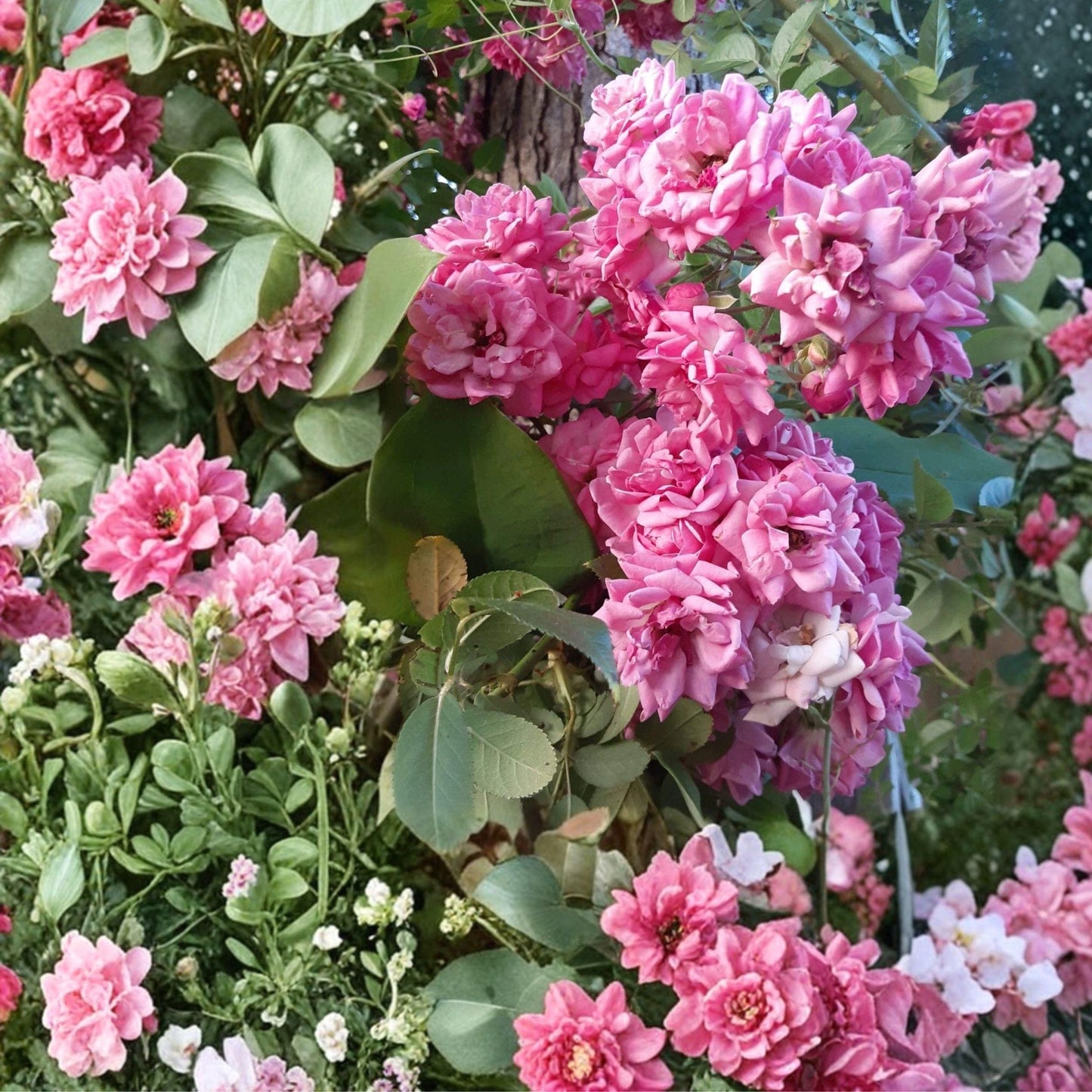 French Climbing Rose Cuttings – 4 Unrooted Stems, Ornamental Vining Plant, Rosa spp., Pink/Red/White Flowers