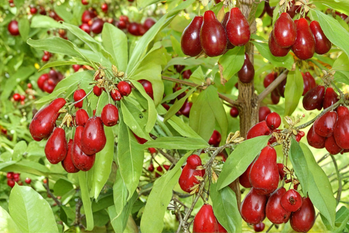 Cornus mas Seeds – Fruit Shrub, Ornamental, Edible Red Fruit, Small Tree, Landscape Plant