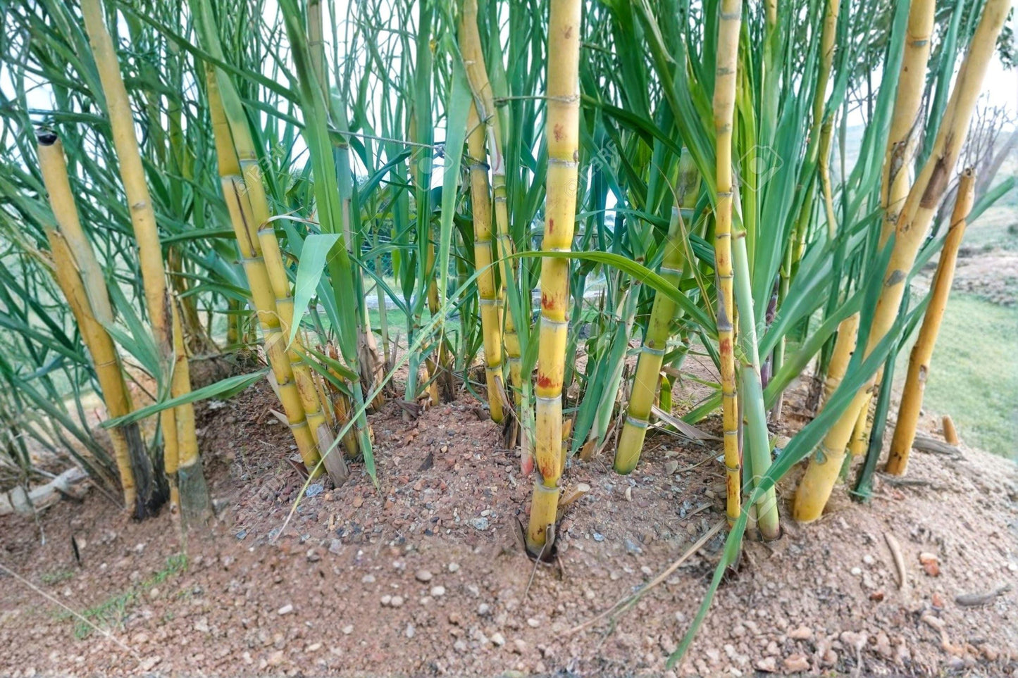 Yellow Sugarcane Plant – Saccharum officinarum – Edible Tropical Grass for Garden or Container Cultivation