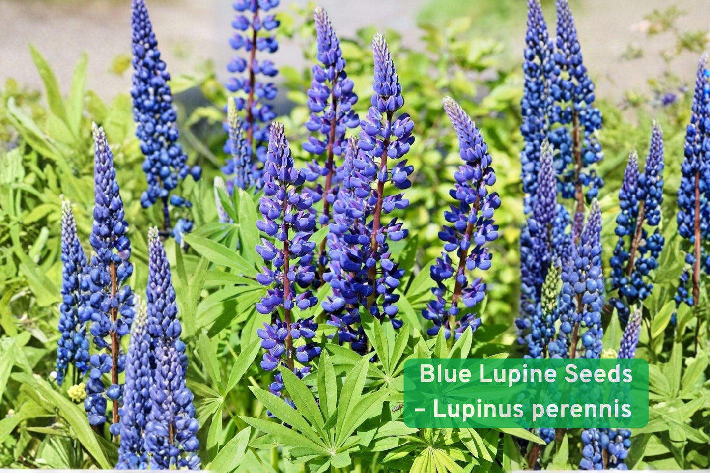 blue lupine seeds, native wildflower seeds, pollinator garden plants, perennial flower seeds, violet flower seeds, bee attracting seeds, butterfly garden seeds, nitrogen fixing plants, wildflower meadow seeds, native plant seeds, low maintenance seeds, sandy soil plants, spring bloom seeds
