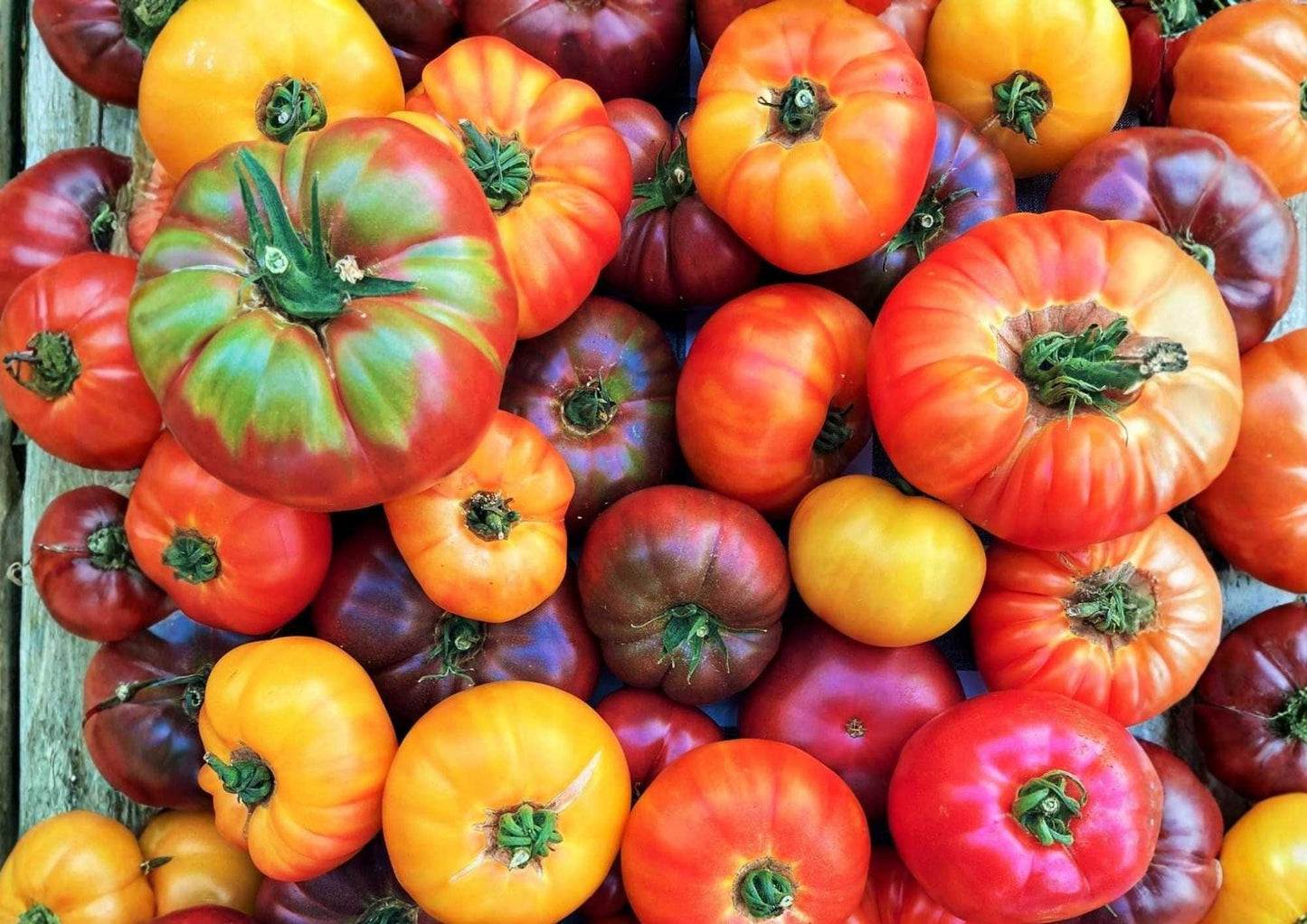 Rainbow Beefsteak Tomato Seeds - Heirloom Non-GMO Vegetable Seeds for Garden Planting, Colorful Large Slicing Tomatoes