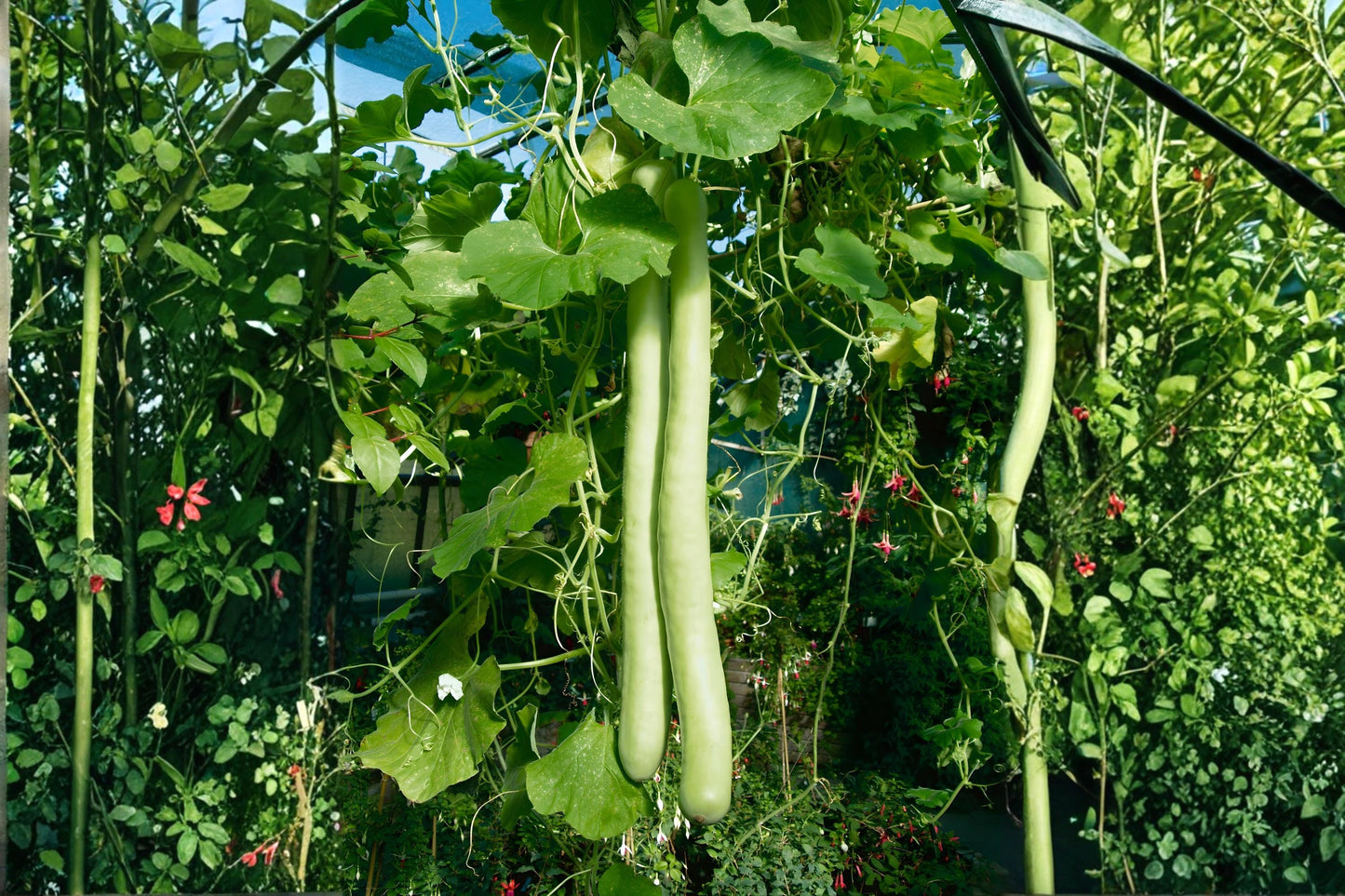 Snake Gourd Seeds (10) | Lagenaria siceraria Climbing Vine for Culinary & Ornamental Gardens
