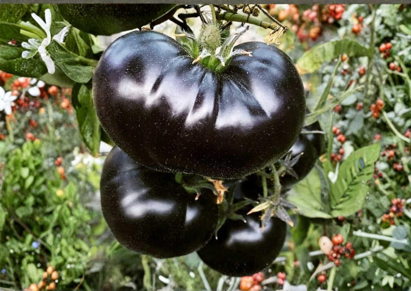 Black Beauty Tomato Seeds – Heirloom Dark Purple Black Beefsteak Vegetables for Garden Planting