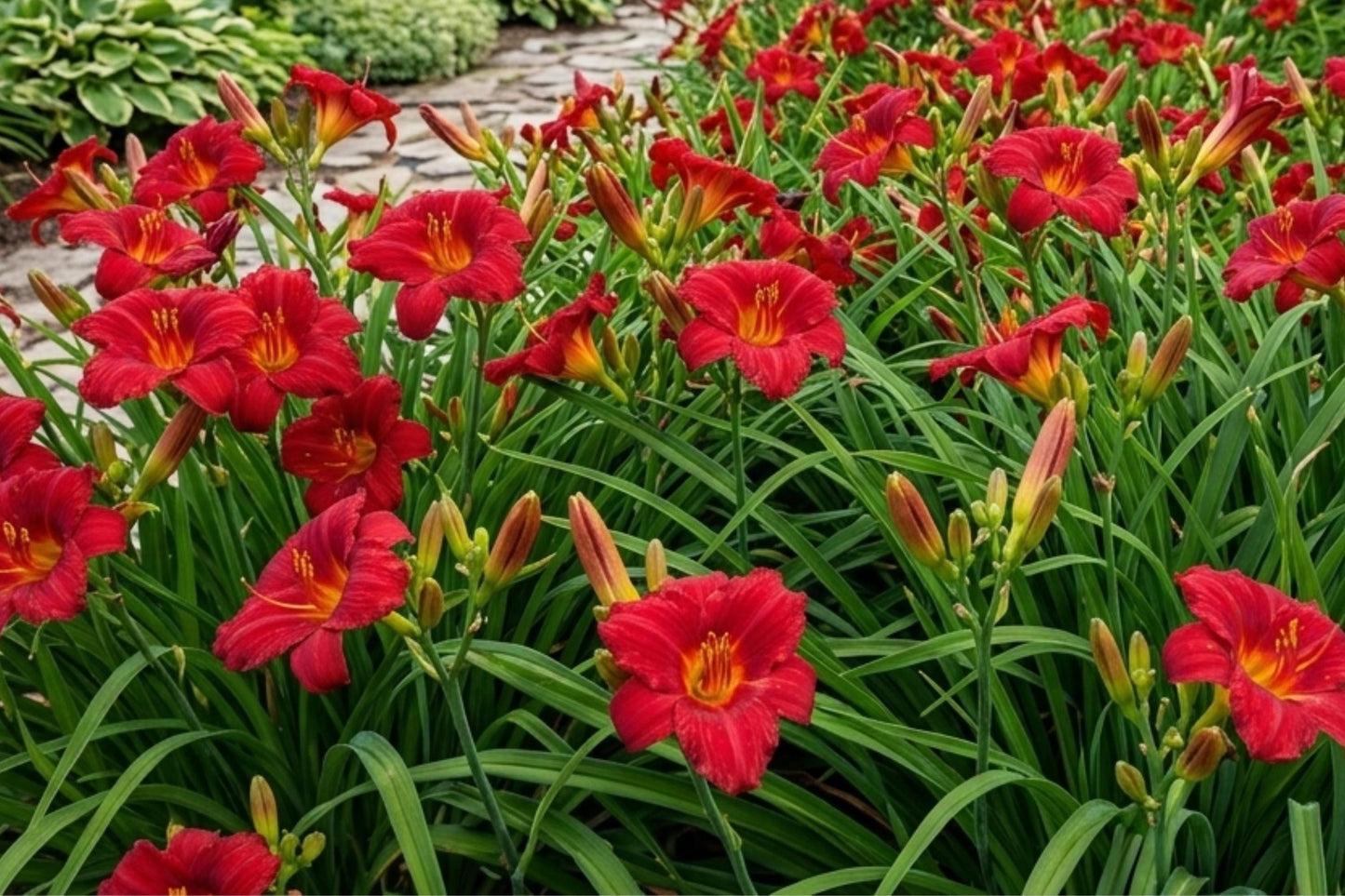 Dinner Plate Dahlia Bulb Tuber Clump - Mystery Day Variety, Dahlia pinnata, Large Showy Blooms, Summer Flowering, Garden & Cut Flower