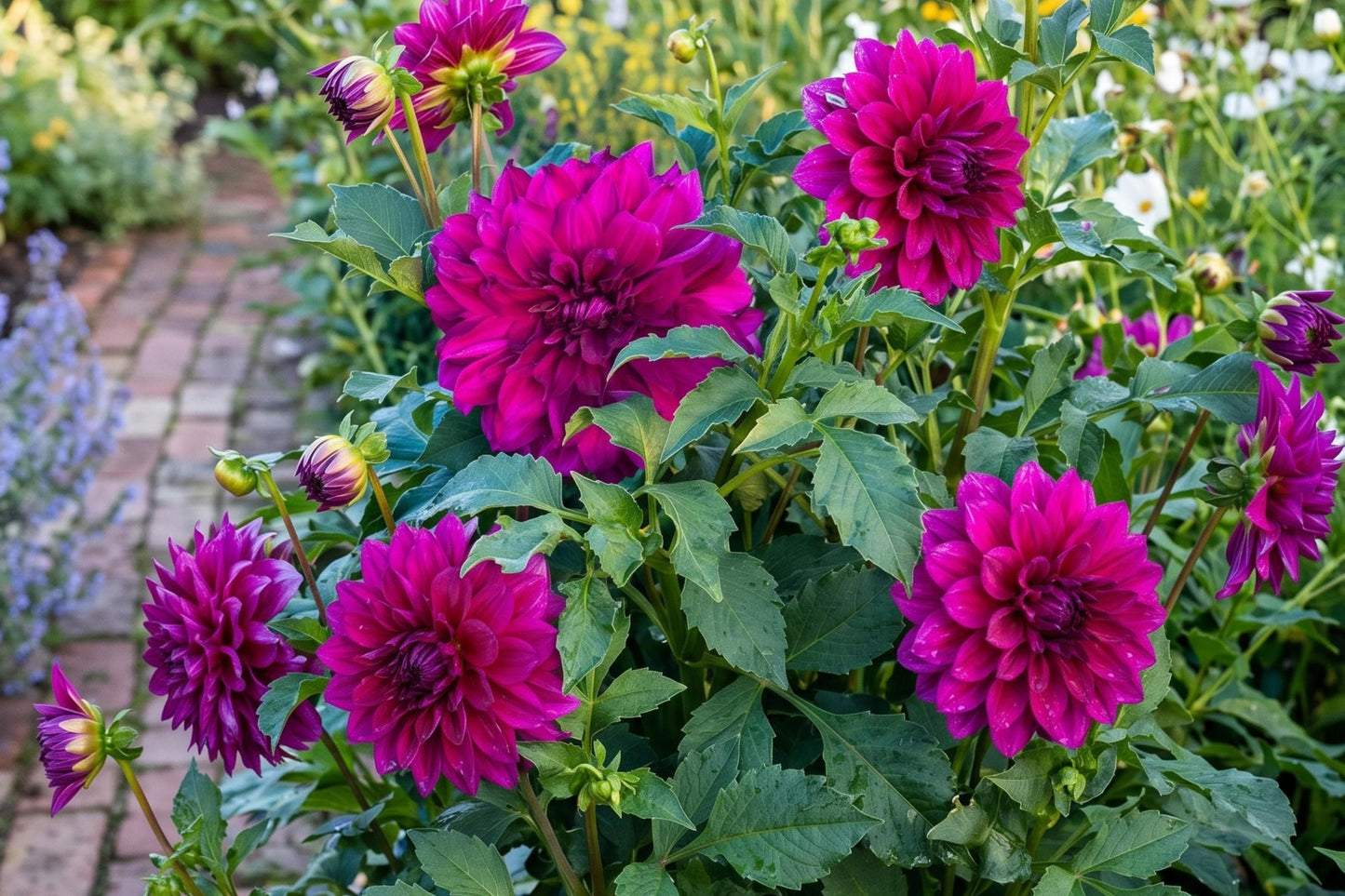 Rare Hibiscus Seeds - 30pcs Non-GMO Heirloom Hibiscus rosa-sinensis for Home Gardening