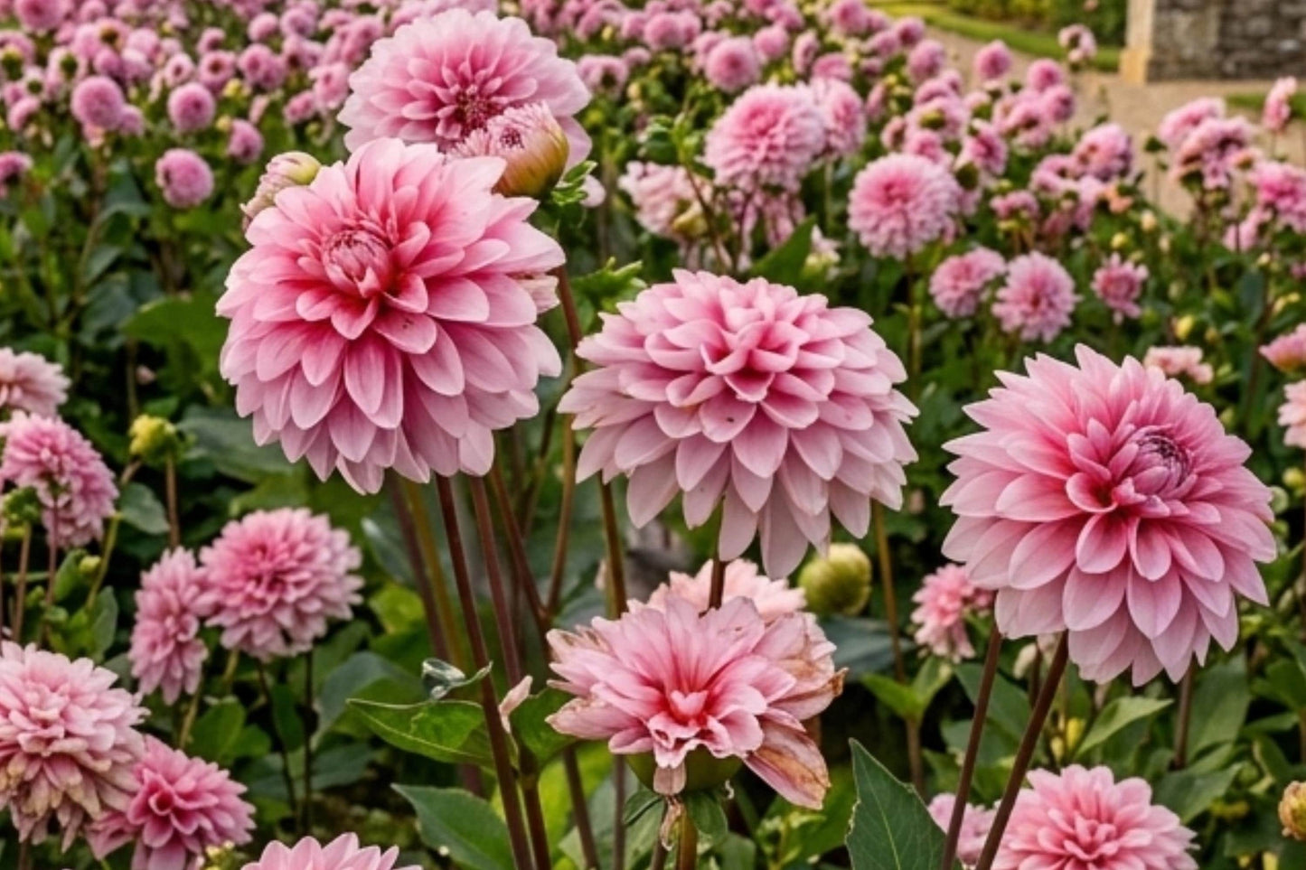 Sun Shades Mix Petunia Seeds - 1000+ Bulk Annual Flower Seeds for Borders & Containers - Petunia x hybrida