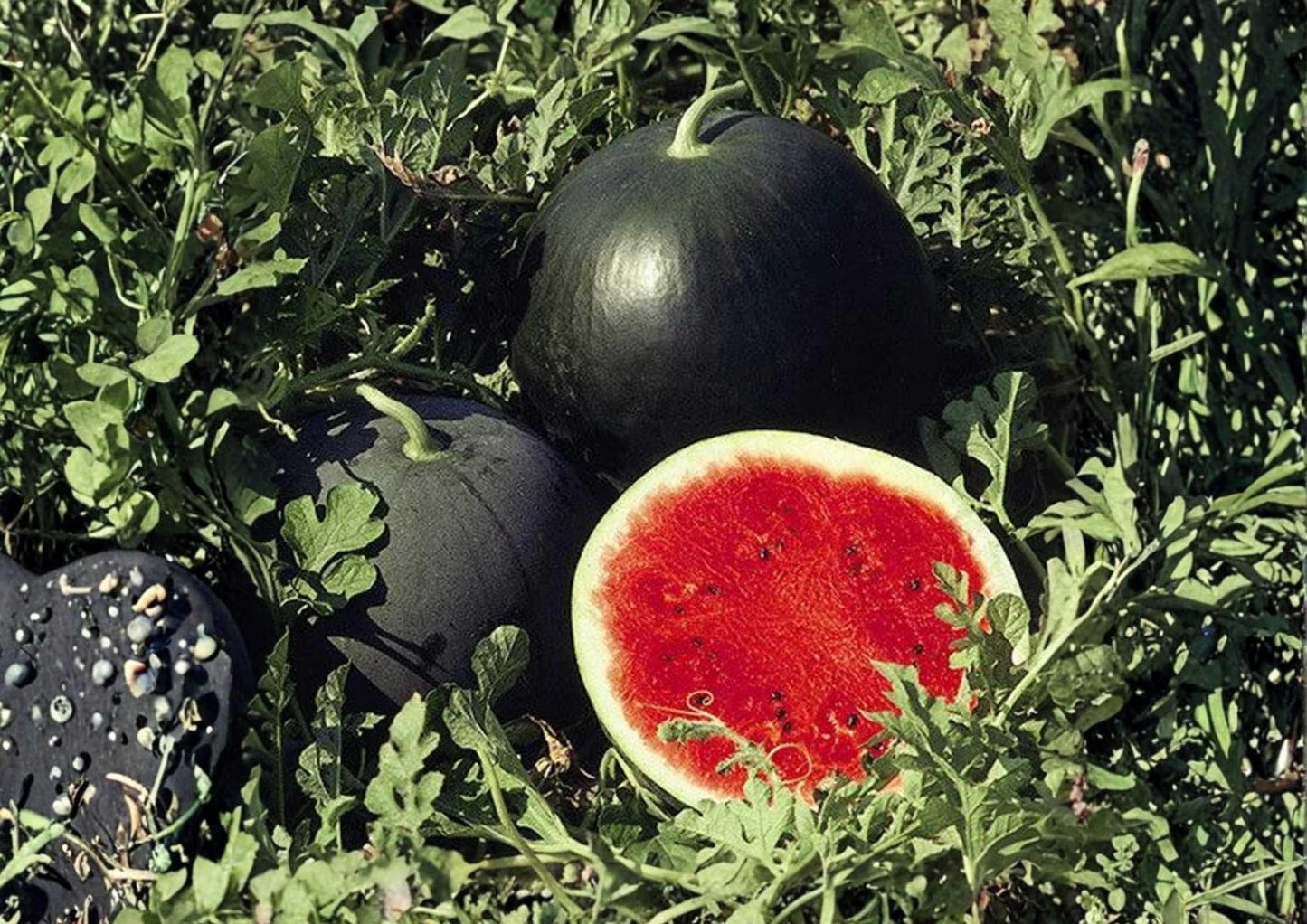 Florida Giant Watermelon Seeds - Heirloom Organic Non-GMO, Extra Large Fruit, Juicy Red Flesh, Heavy Yield, Garden Planting