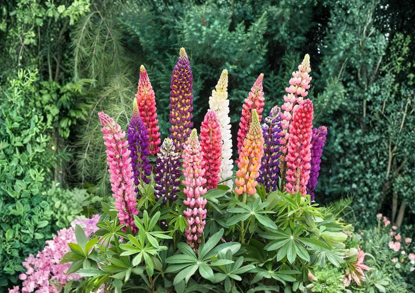 Russell Lupine Seeds Mixed Colors – Perennial Flower Seeds for Vertical Garden, Bee & Butterfly Pollinator Attractant