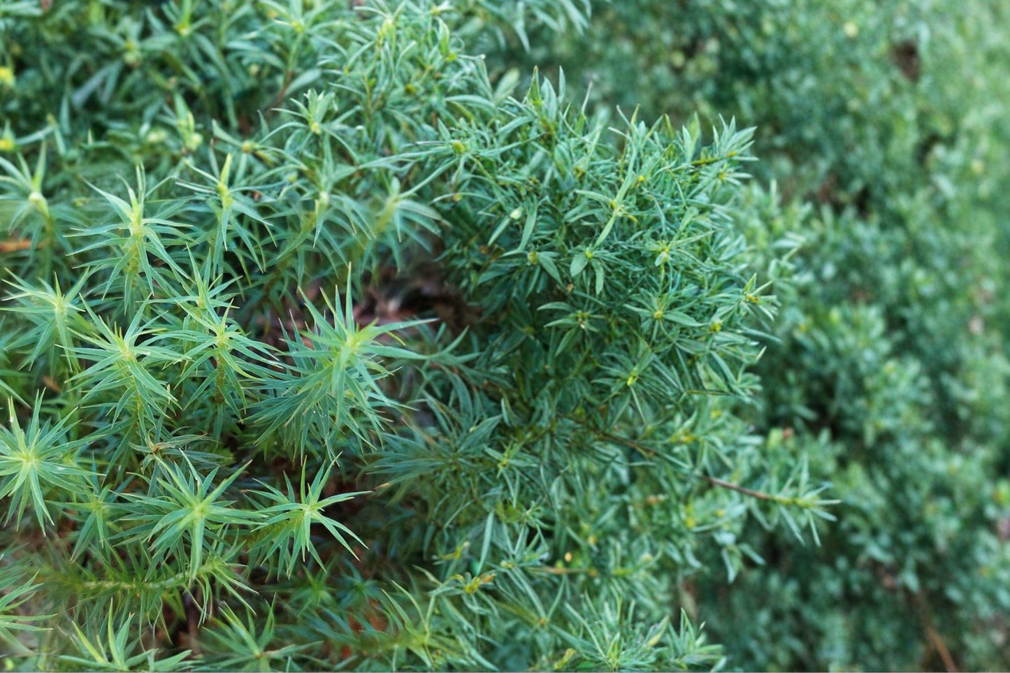 Juniper Haircap Moss 1 Gallon Bag – Polytrichum commune Live Moss for Terrariums, Shade Gardens & Ground Cover