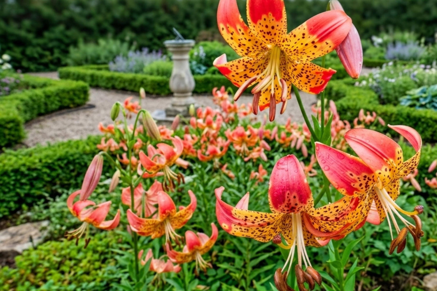 Giant Dinnerplate Dahlia Bulb Clump - Otto's Thrill - Large Blooming Flower - Dahlia pinnata - Spring Planting