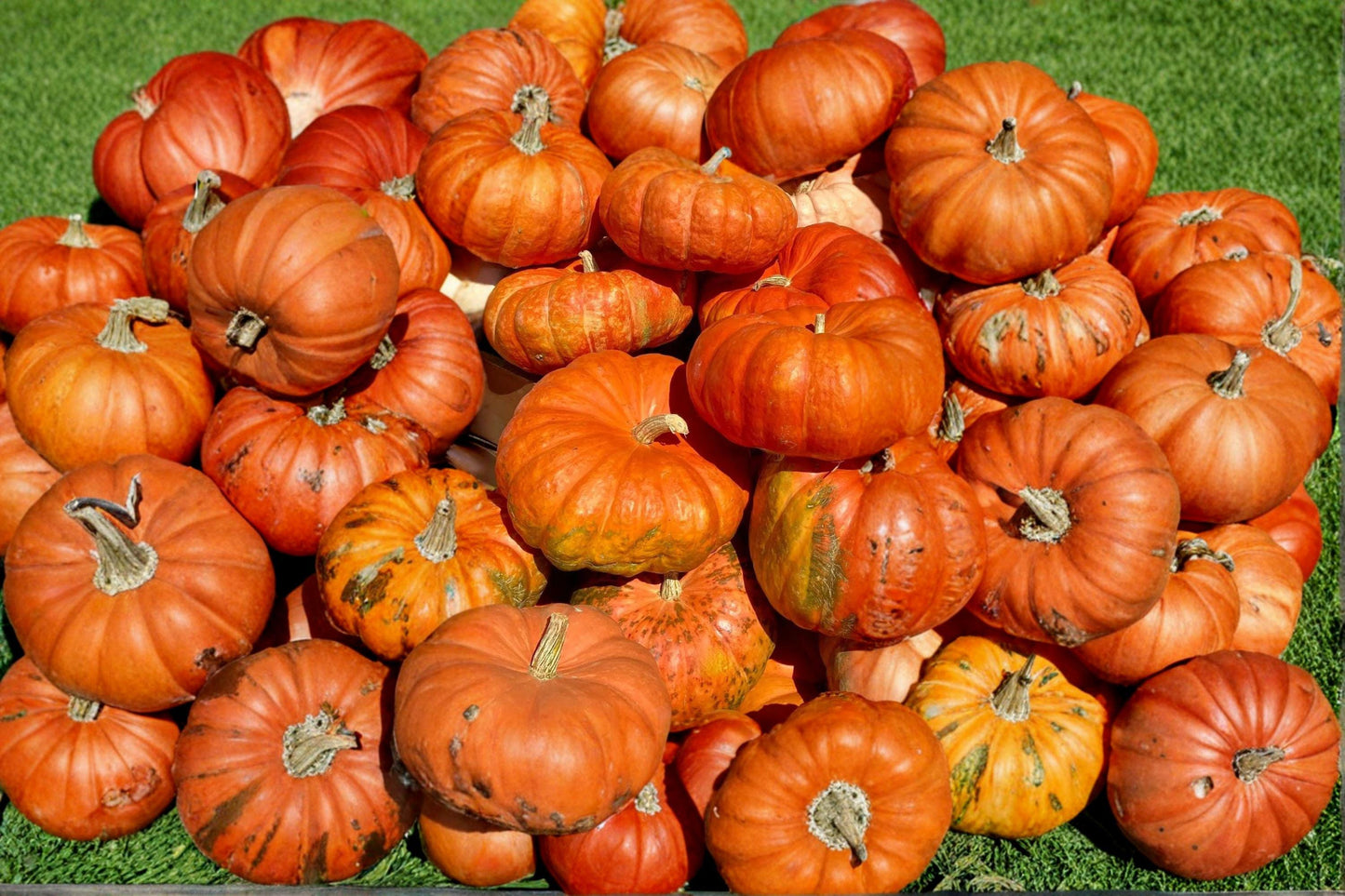 Cinderella Pumpkin Seeds Heirloom Non-GMO Flat Deep Orange French Pumpkin Seeds, 10 Pack
