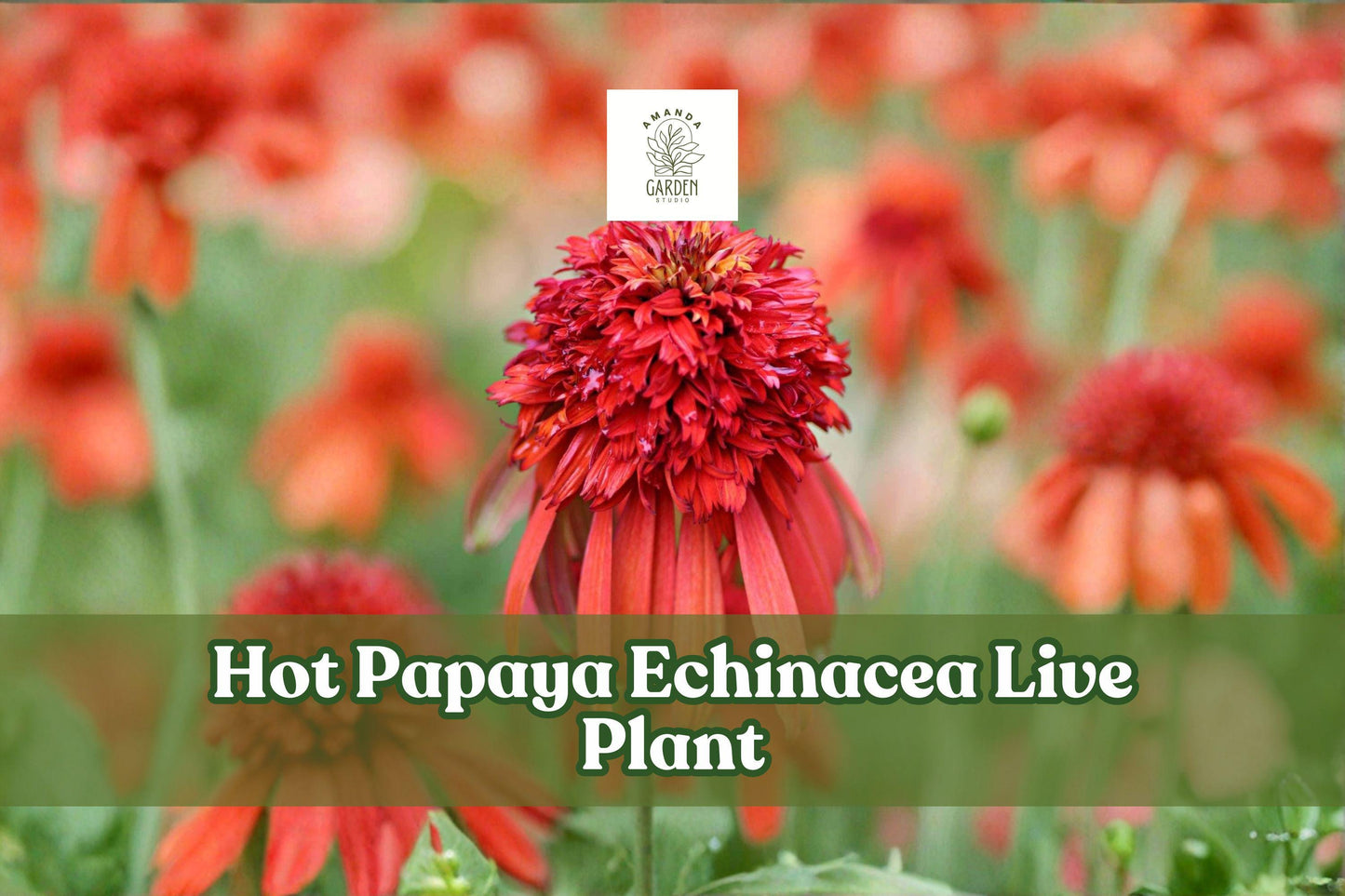 Hot Papaya Echinacea Live Plant | Orange Coneflower Starter for Pollinator Gardens & Containers | Echinacea purpurea hybrid