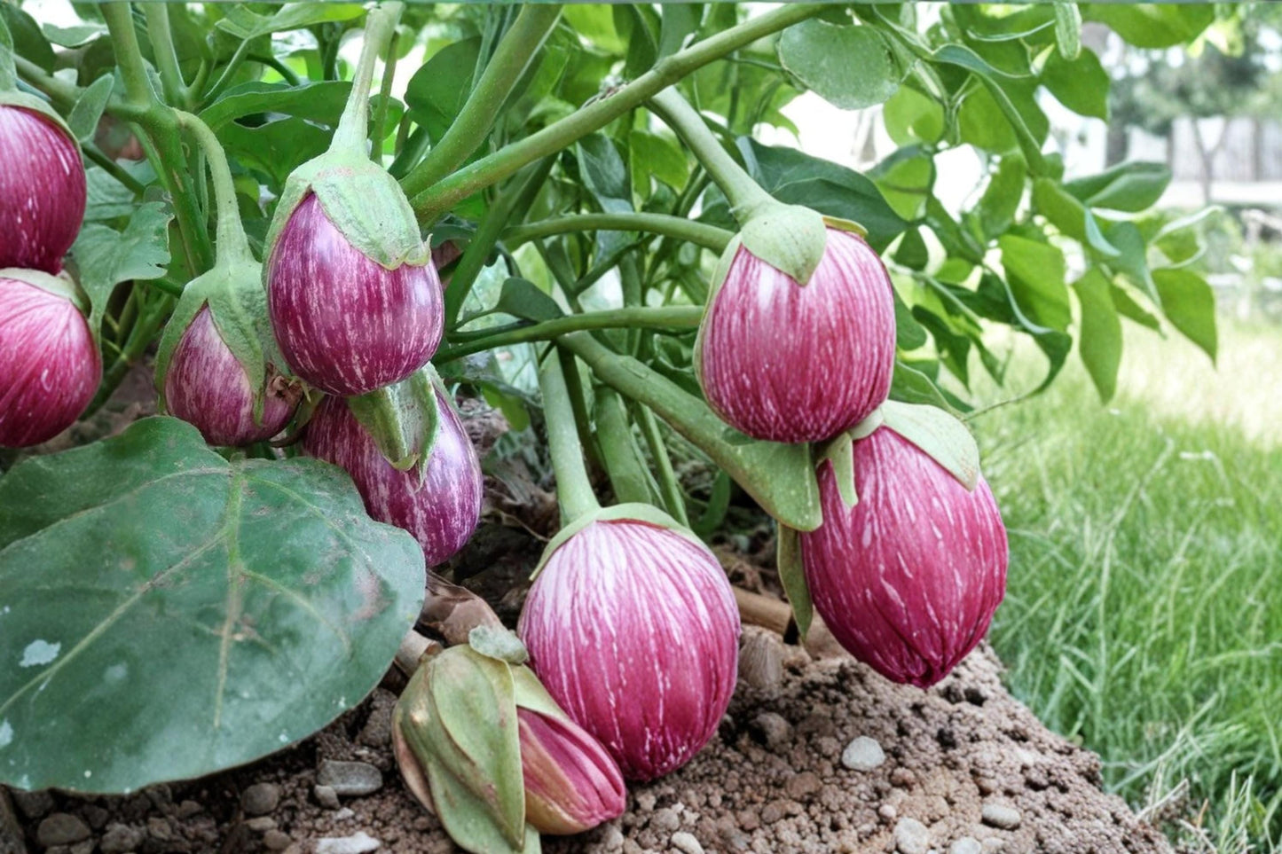 Striped Eggplant Seeds – Solanum melongena, Heirloom White & Purple Striped Fruit, Garden Vegetable, 50 Seeds
