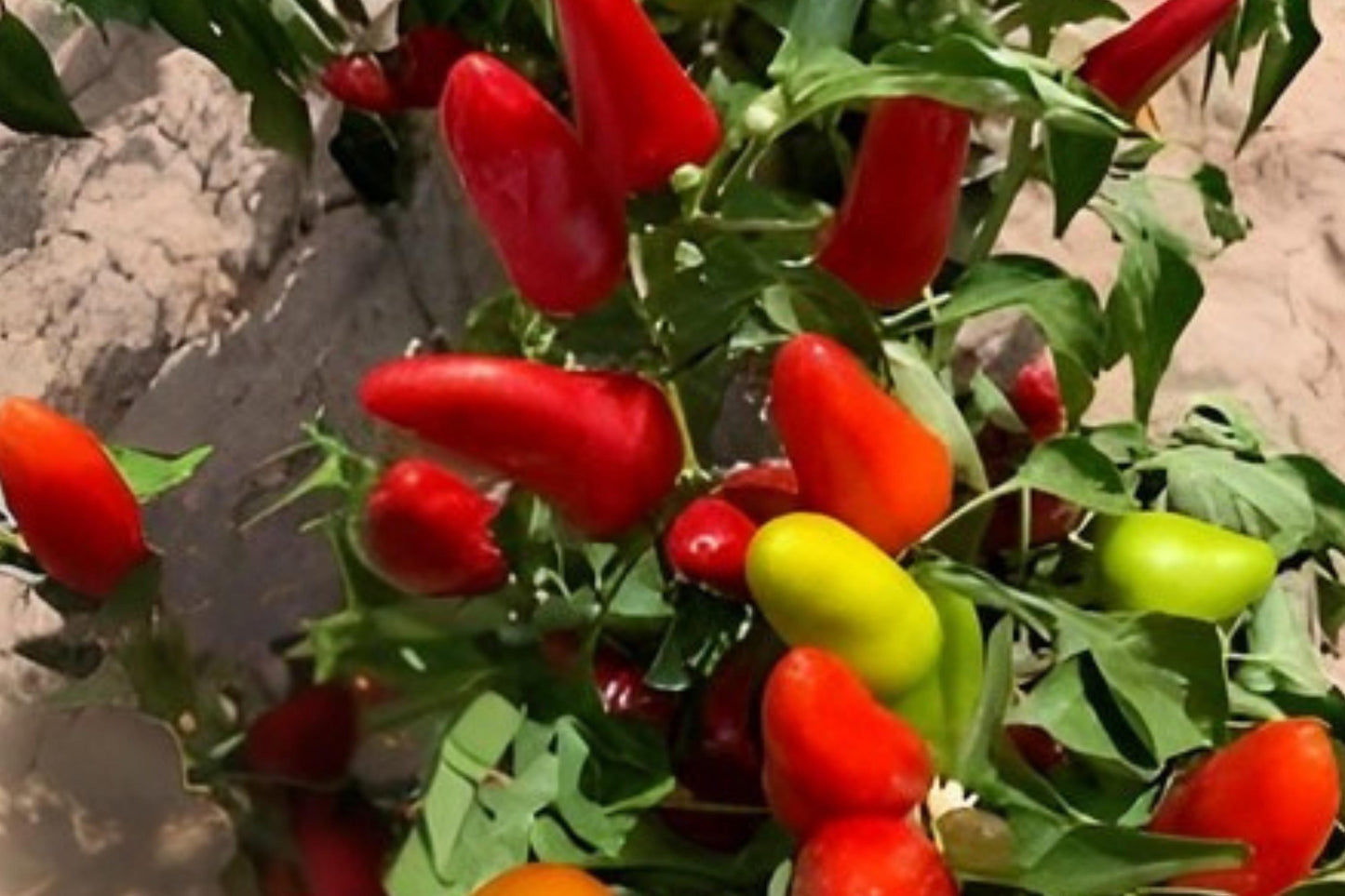 Fresno Chili Pepper Seeds (25) – Hot Pepper, Medium Heat, Bright Red Fruits, Capsicum annuum, for Salsas & Cooking