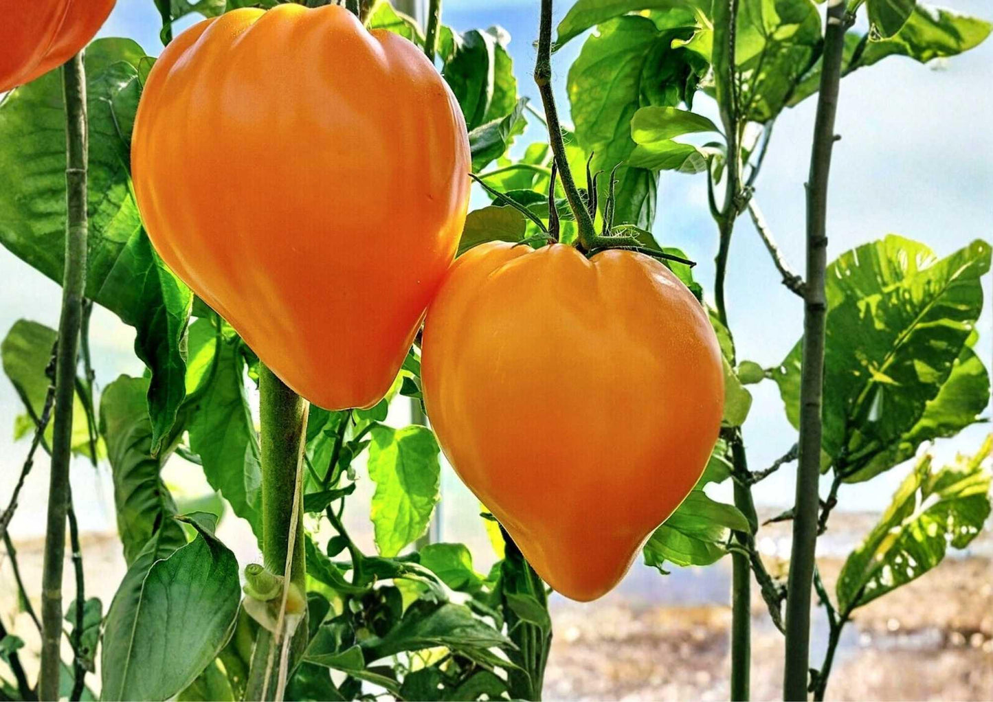 Orange Oxheart Tomato Seeds - Heirloom Non-GMO Rare Vegetable Seeds for Garden Planting, Heart-Shaped Juicy Orange Tomatoes