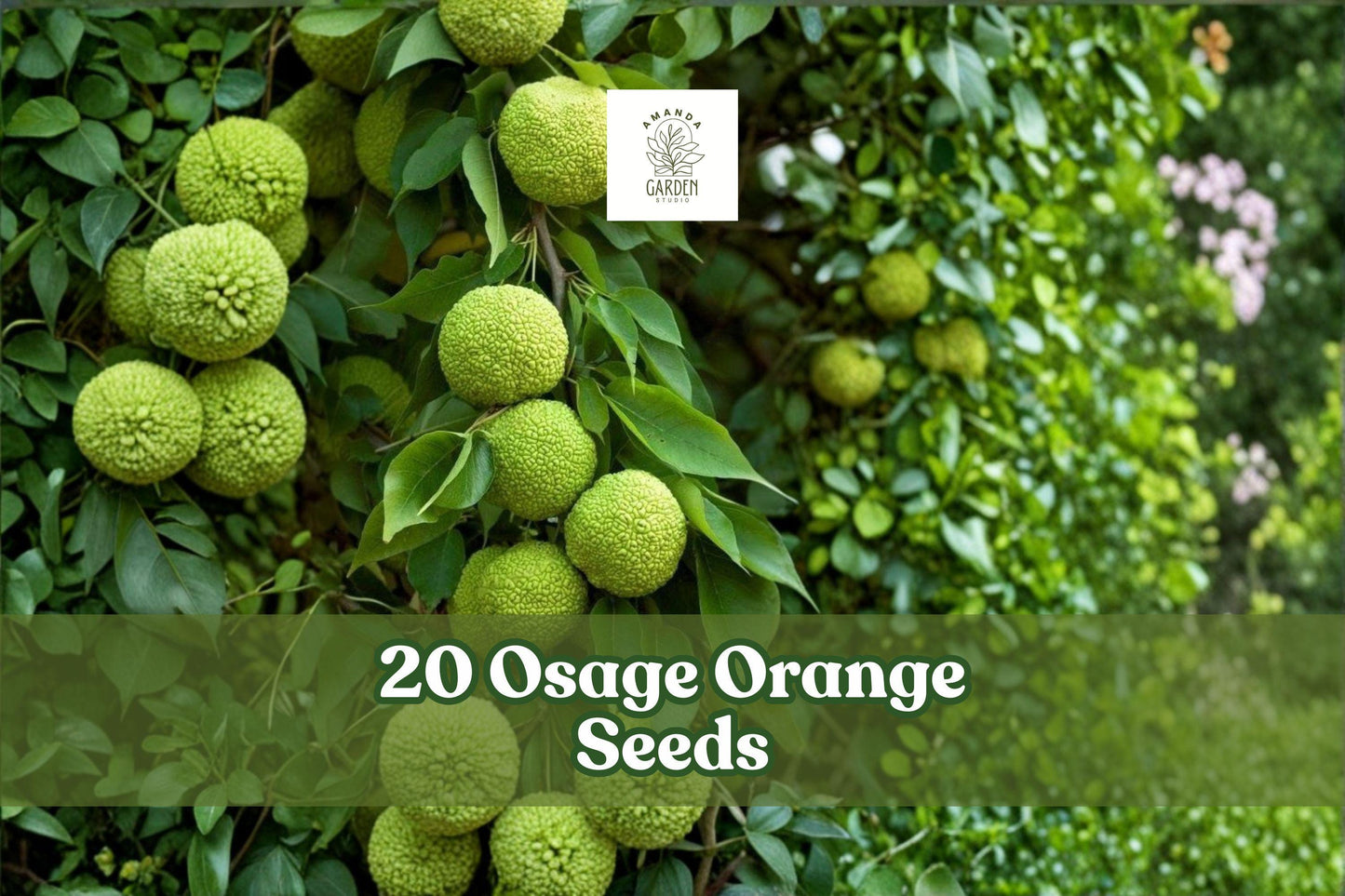 Osage Orange Seeds, Maclura pomifera, Hedge Apple Tree, Native Outdoor Plant, Natural Hedging, Landscape Tree, 20 Seeds