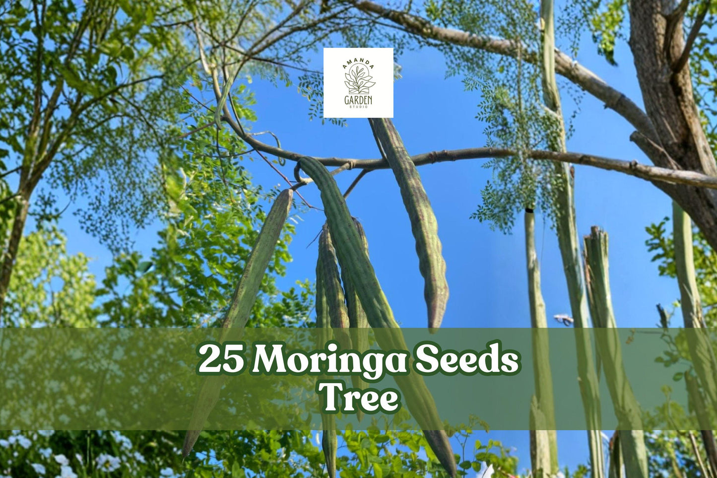 25 Moringa oleifera Seeds - Tree of Life, Edible, Fast-Growing Tropical Plant for Home Gardens & Containers