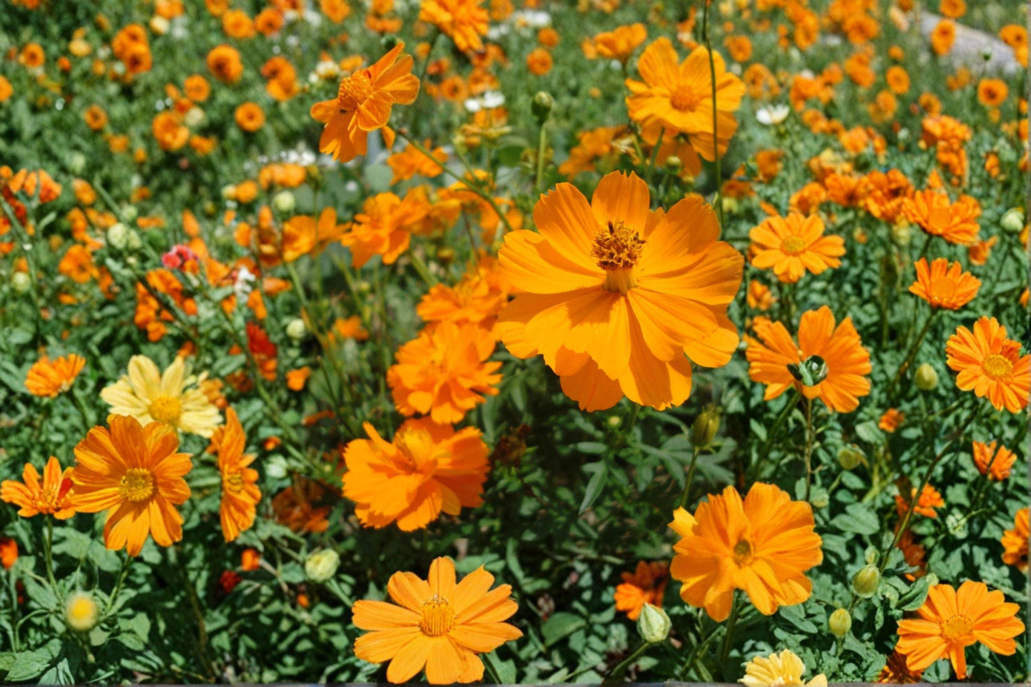 Sulphur Cosmos Bright Lights Seeds – Orange and Yellow Blooms, Pollinator Friendly, Fast-Growing Annual, 200+ Seeds