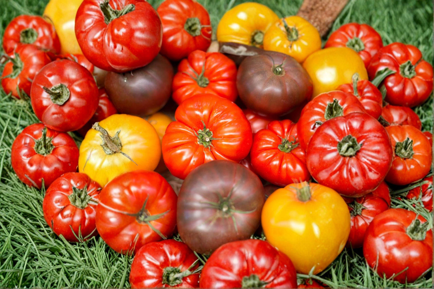 Heirloom Beefsteak Tomato Seeds – Large Juicy Fruits, High Yield, Indeterminate, Non-GMO, for Garden, Container, and Raised Bed Planting