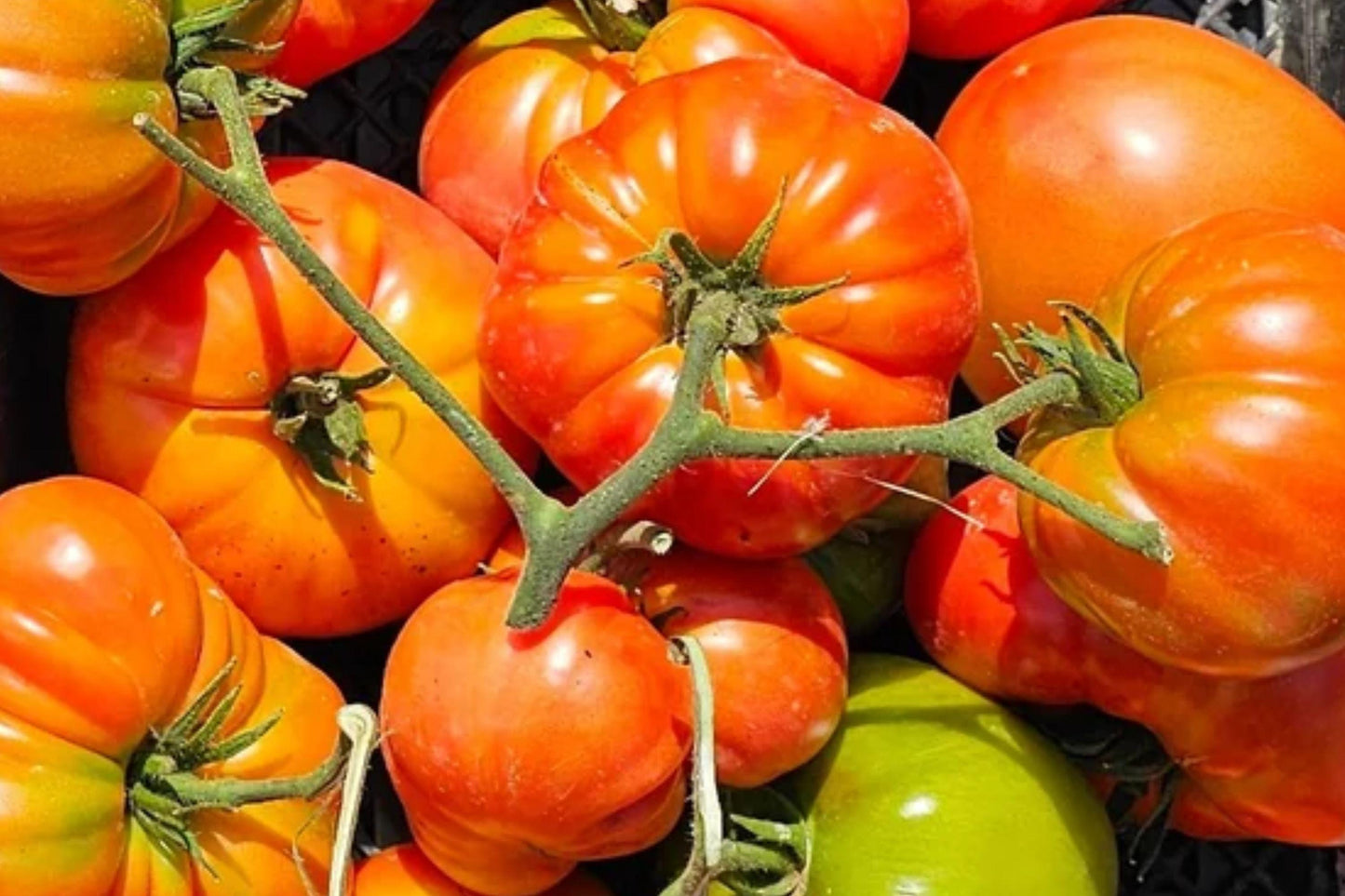 Big Zac Tomato Seeds – Rare Heirloom Giant Beefsteak, High Yield, Indeterminate, Non-GMO, 30+ Seeds